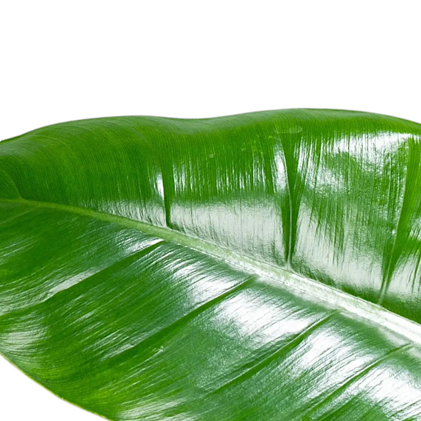 Nahaufnahme eines Blatts von Philodendron 'Imperial Green' vor weißem Hintergrund.