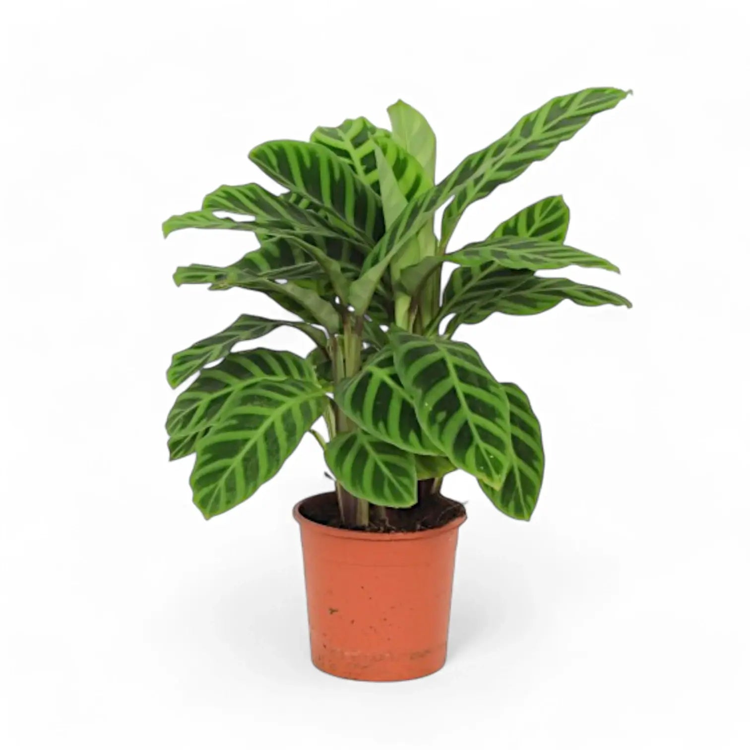 Goeppertia (Calathea) zebrina potted houseplant in nursery pot on white background, product photo 3.