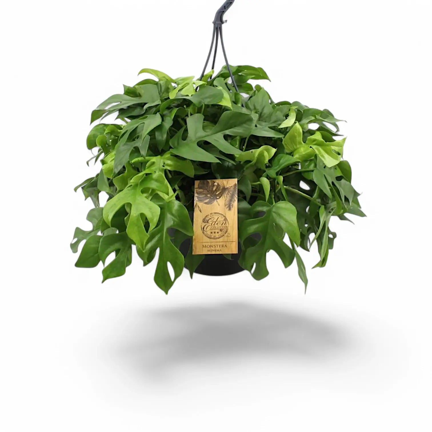 Rhaphidophora tetrasperma potted houseplant in nursery pot on white background, product photo 10.