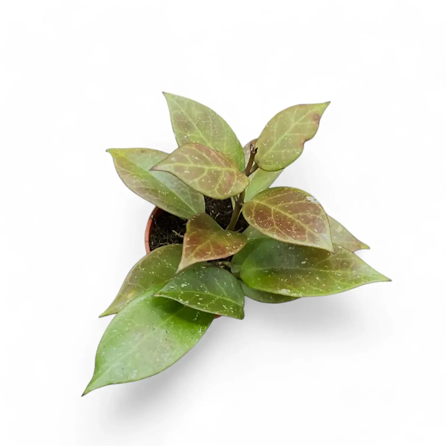 Hoya 'Sunrise' potted houseplant in nursery pot on white background, product photo 3.