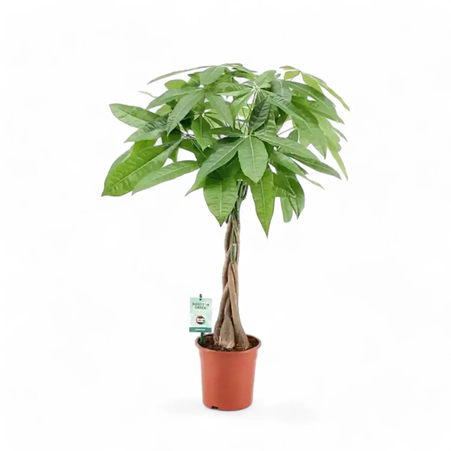 Pachira aquatica – Zimmerpflanze im Kulturtopf auf weißem Hintergrund, Produktfoto 11.