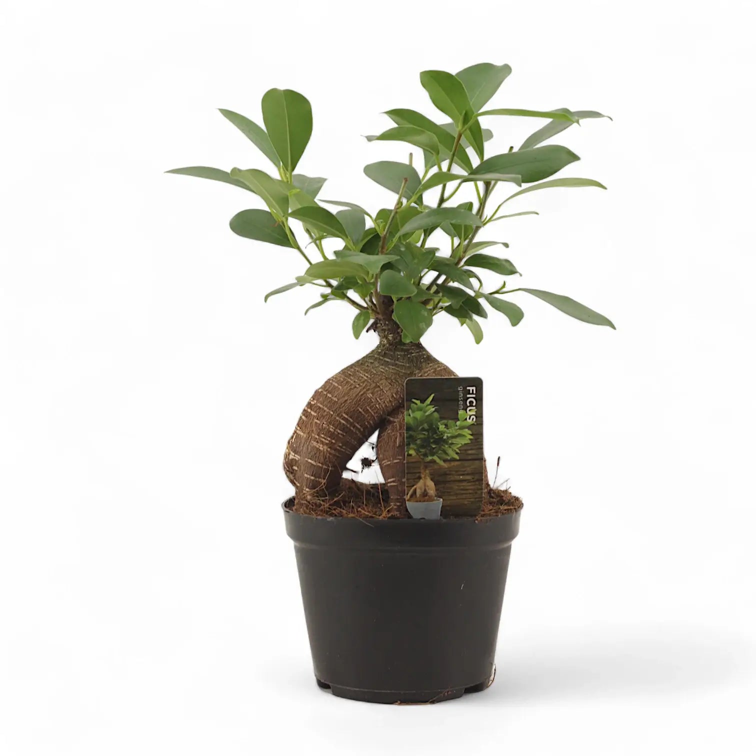 Ficus microcarpa 'Ginseng' potted houseplant in nursery pot on white background, product photo 8.