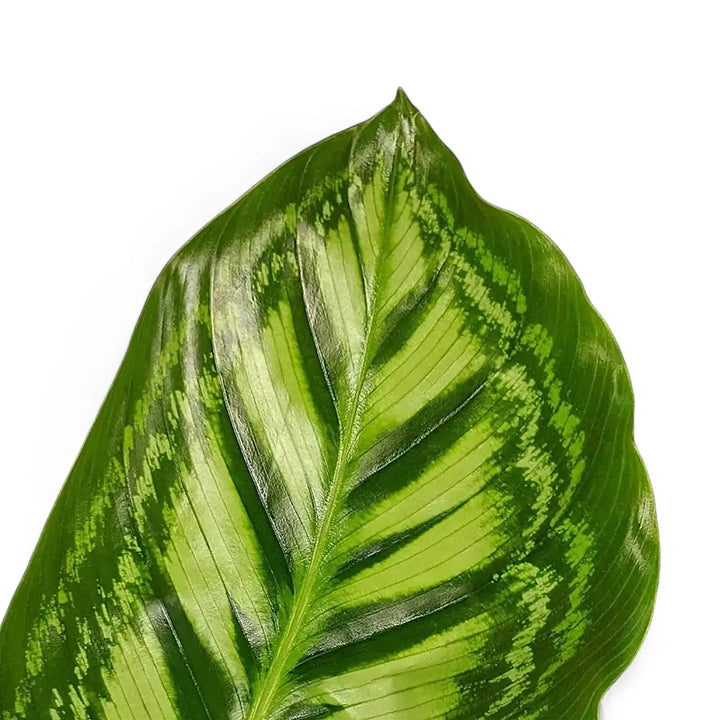 Goeppertia (Calathea) veitchiana 'Flamestar' – Zimmerpflanze im Kulturtopf auf weißem Hintergrund, Produktfoto 2.