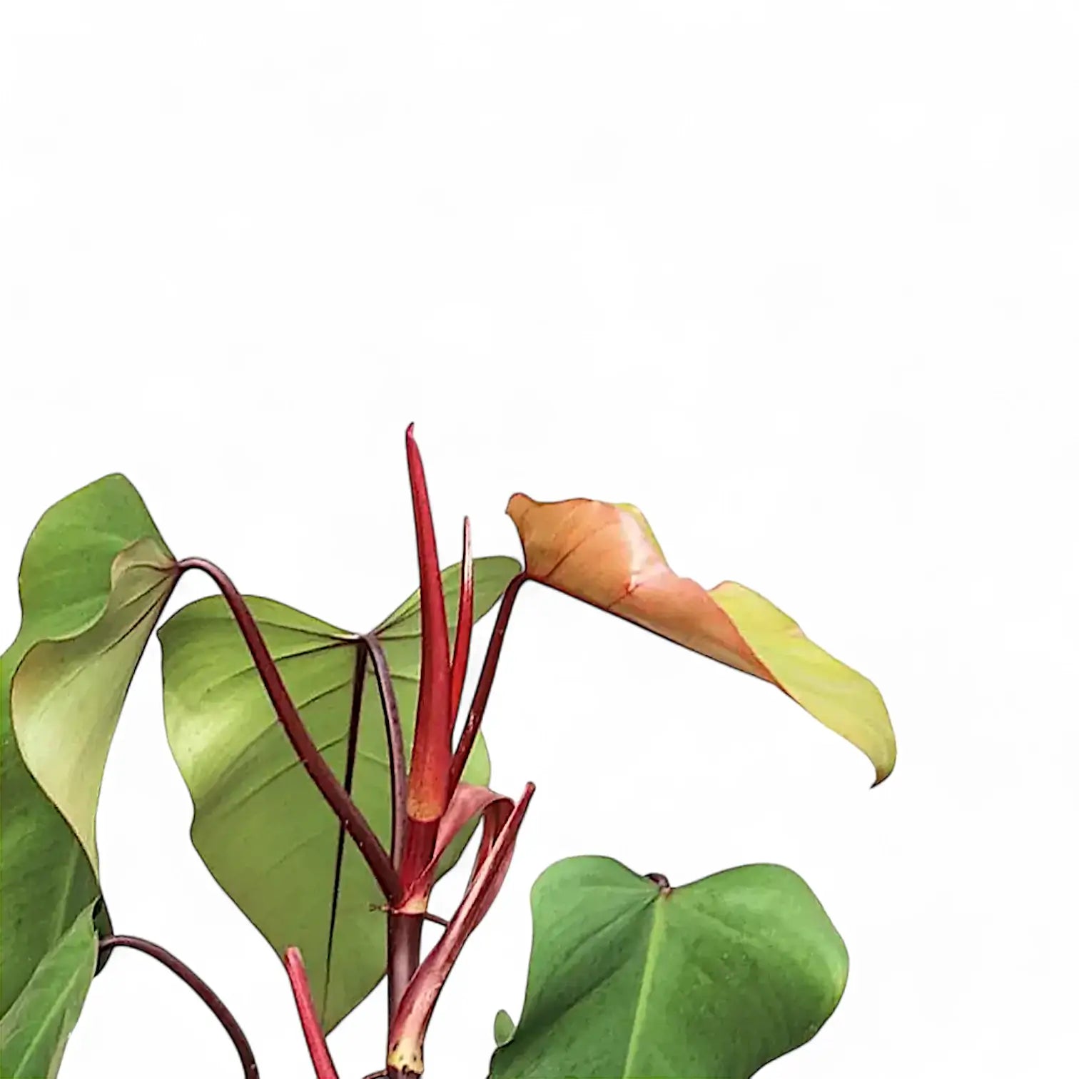 Nahaufnahme eines Blatts von Philodendron erubescens 'Red Emerald' vor weißem Hintergrund.