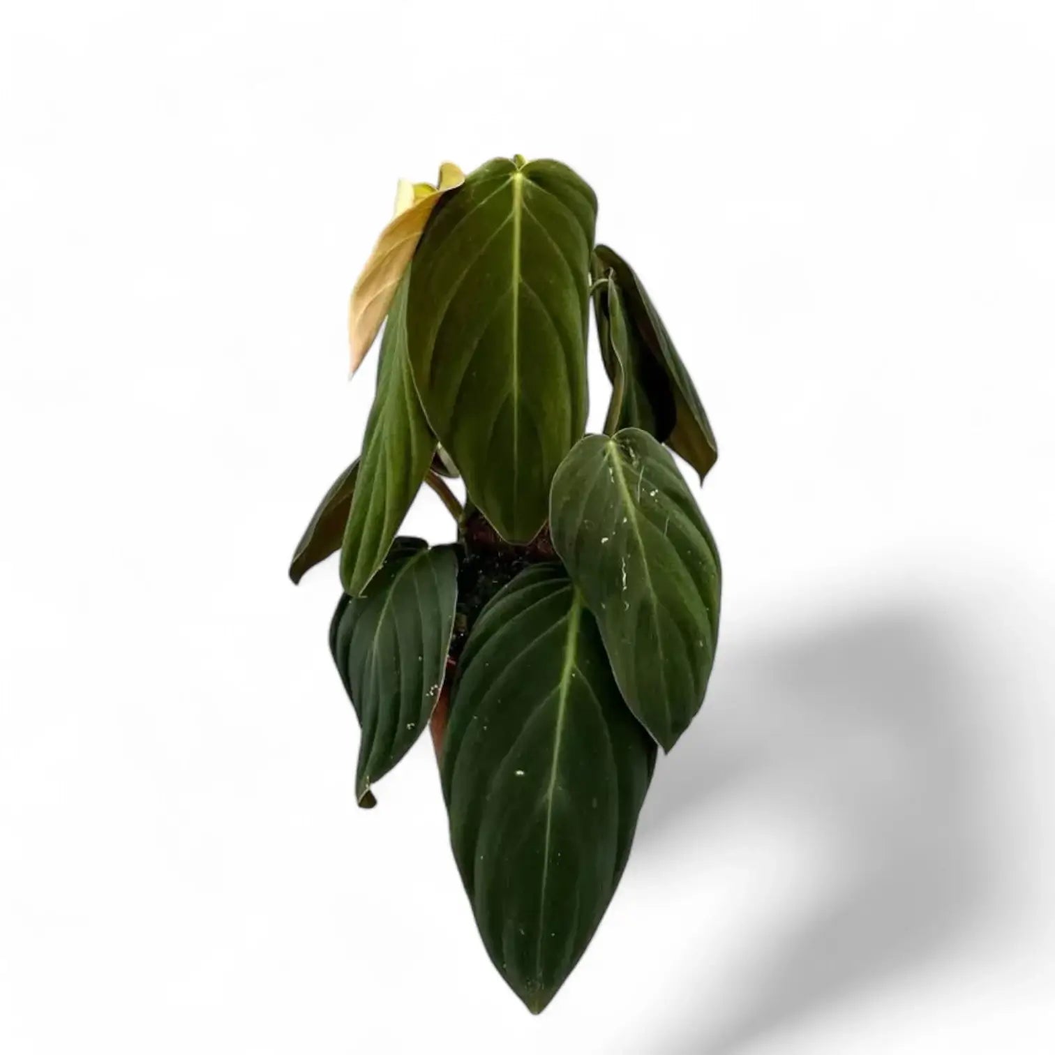 Philodendron gigas – Topfpflanze im Kulturtopf vor weißem Hintergrund, Produktfoto 6.