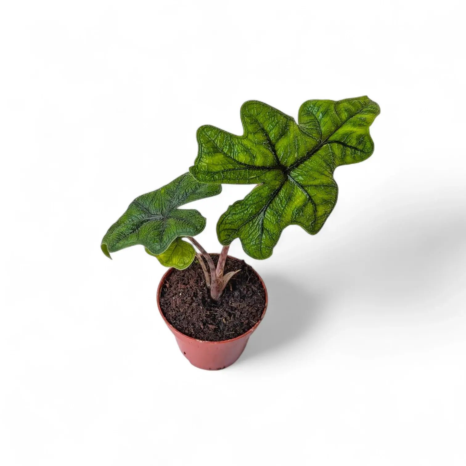 Alocasia 'Jacklyn' potted houseplant in nursery pot on white background, product photo 3.