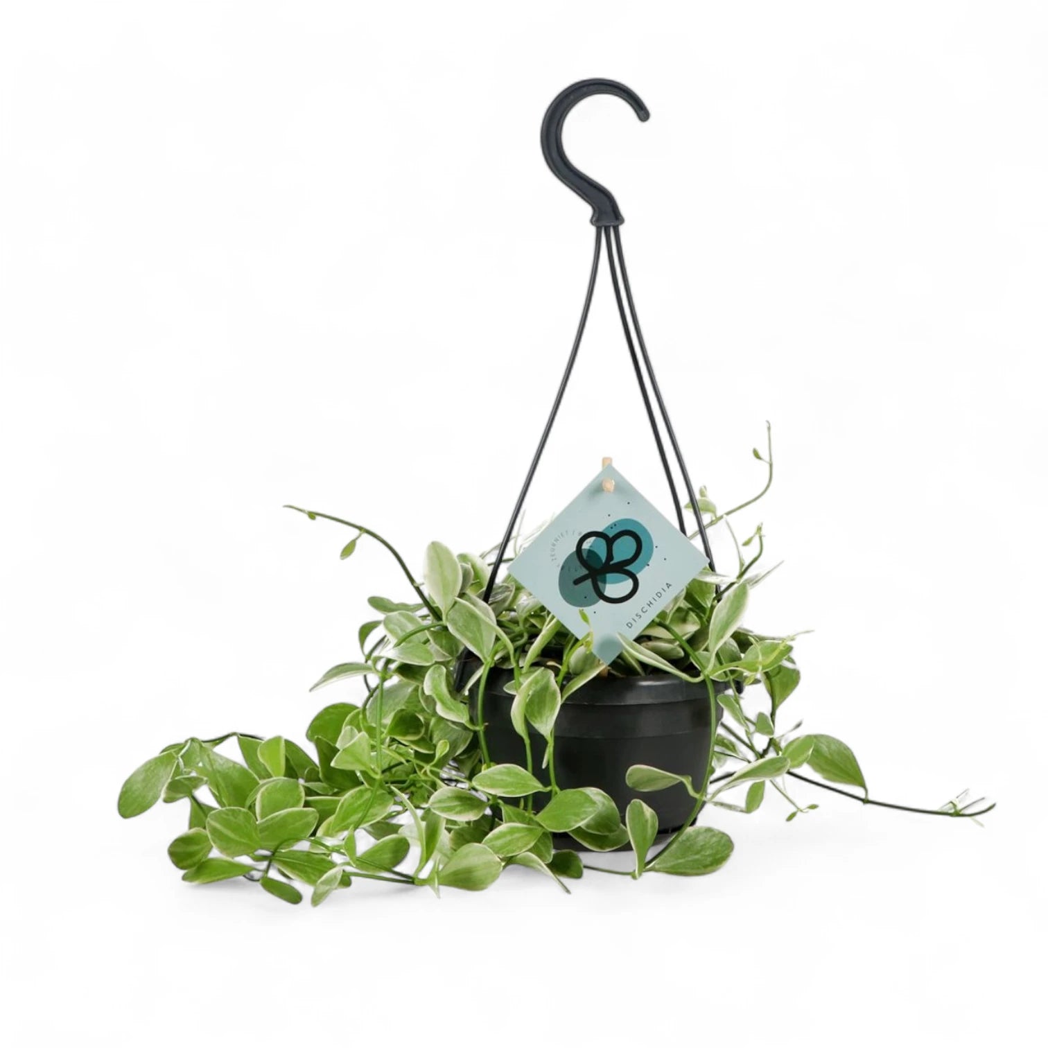 Dischidia oiantha variegata – Topfpflanze im Kulturtopf vor weißem Hintergrund, Produktfoto 4.