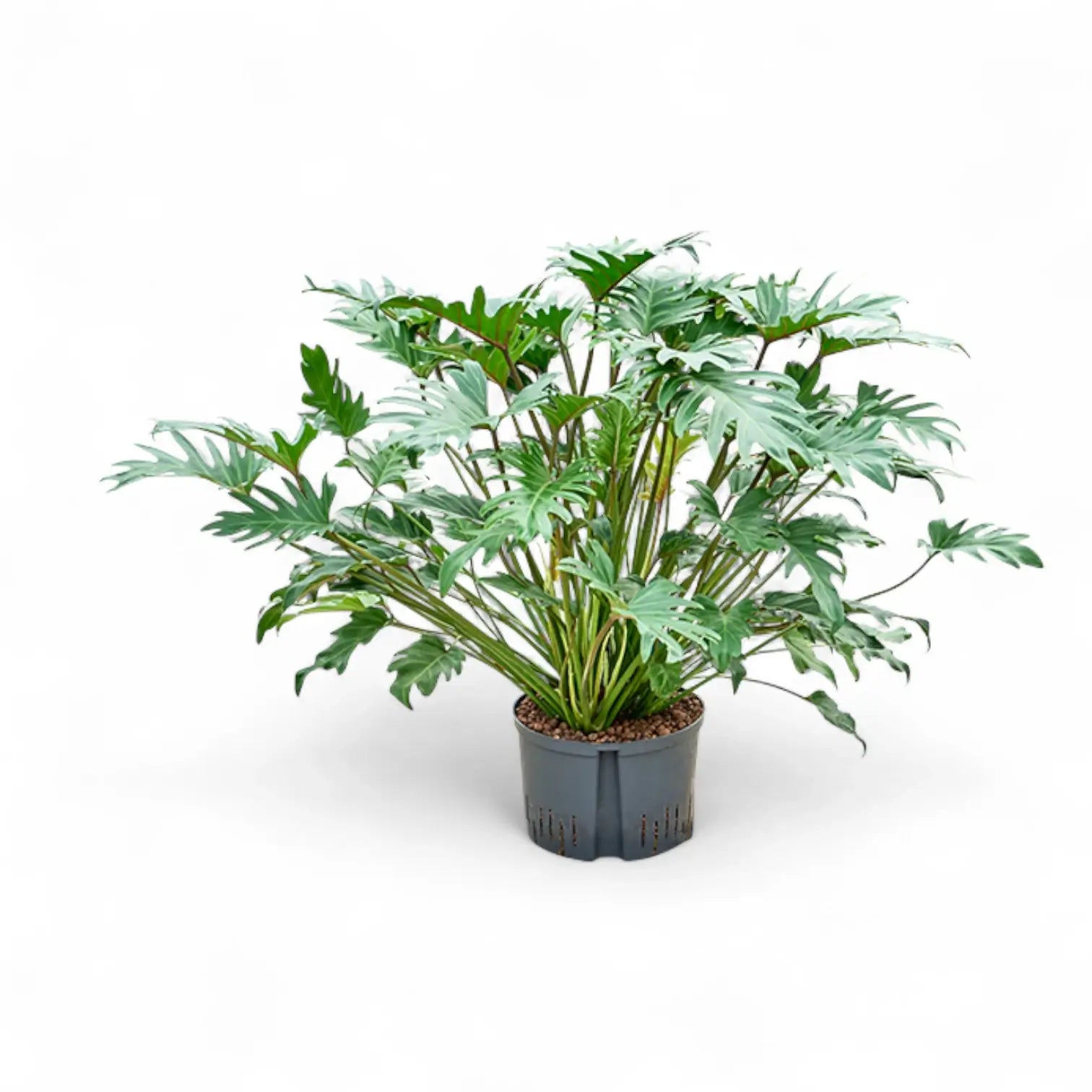 Thaumatophyllum xanadu potted houseplant in nursery pot on white background, product photo 5.
