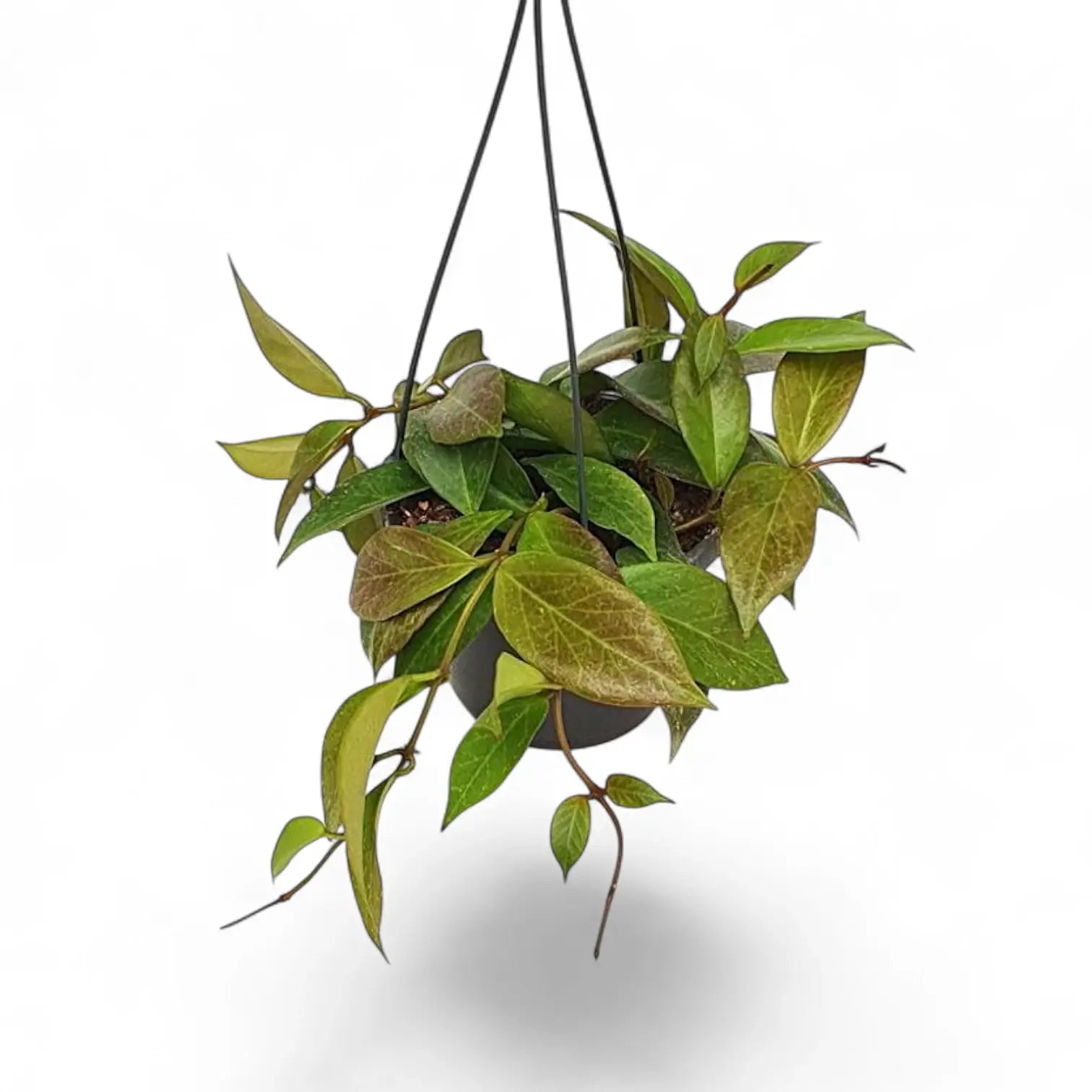 Hoya 'Sunrise' potted houseplant in nursery pot on white background, product photo 5.