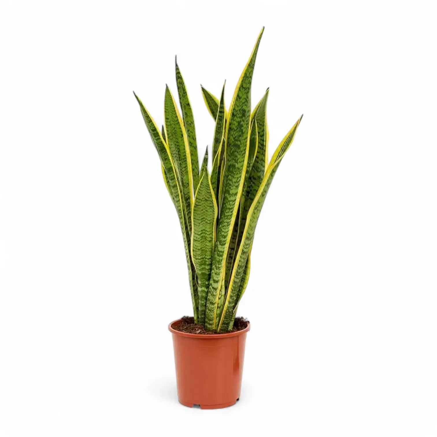 Dracaena (Sansevieria) trifasciata 'Laurentii' – Topfpflanze im Kulturtopf vor weißem Hintergrund, Produktfoto 7.