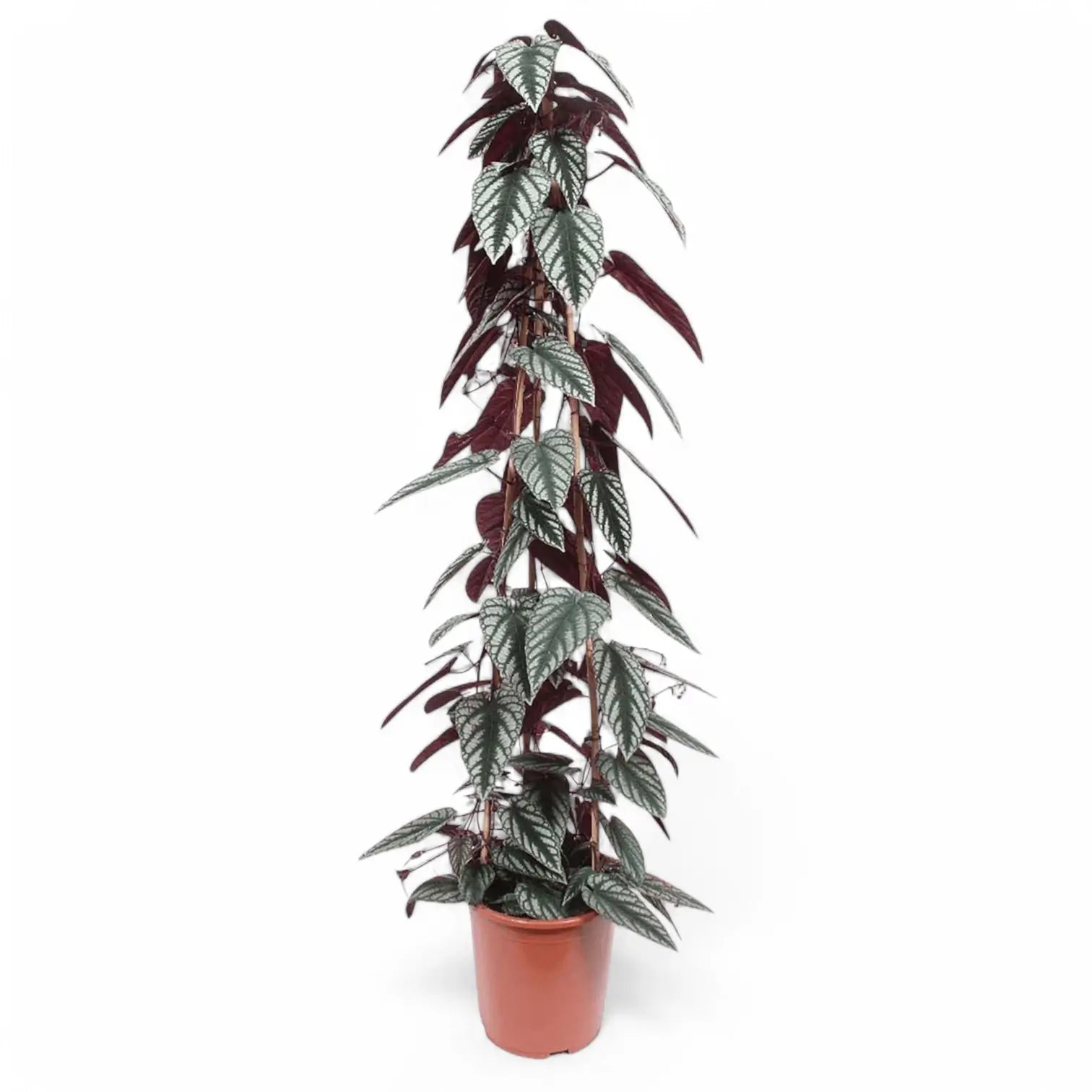 Cissus discolor – Zimmerpflanze im Kulturtopf auf weißem Hintergrund, Produktfoto 6.