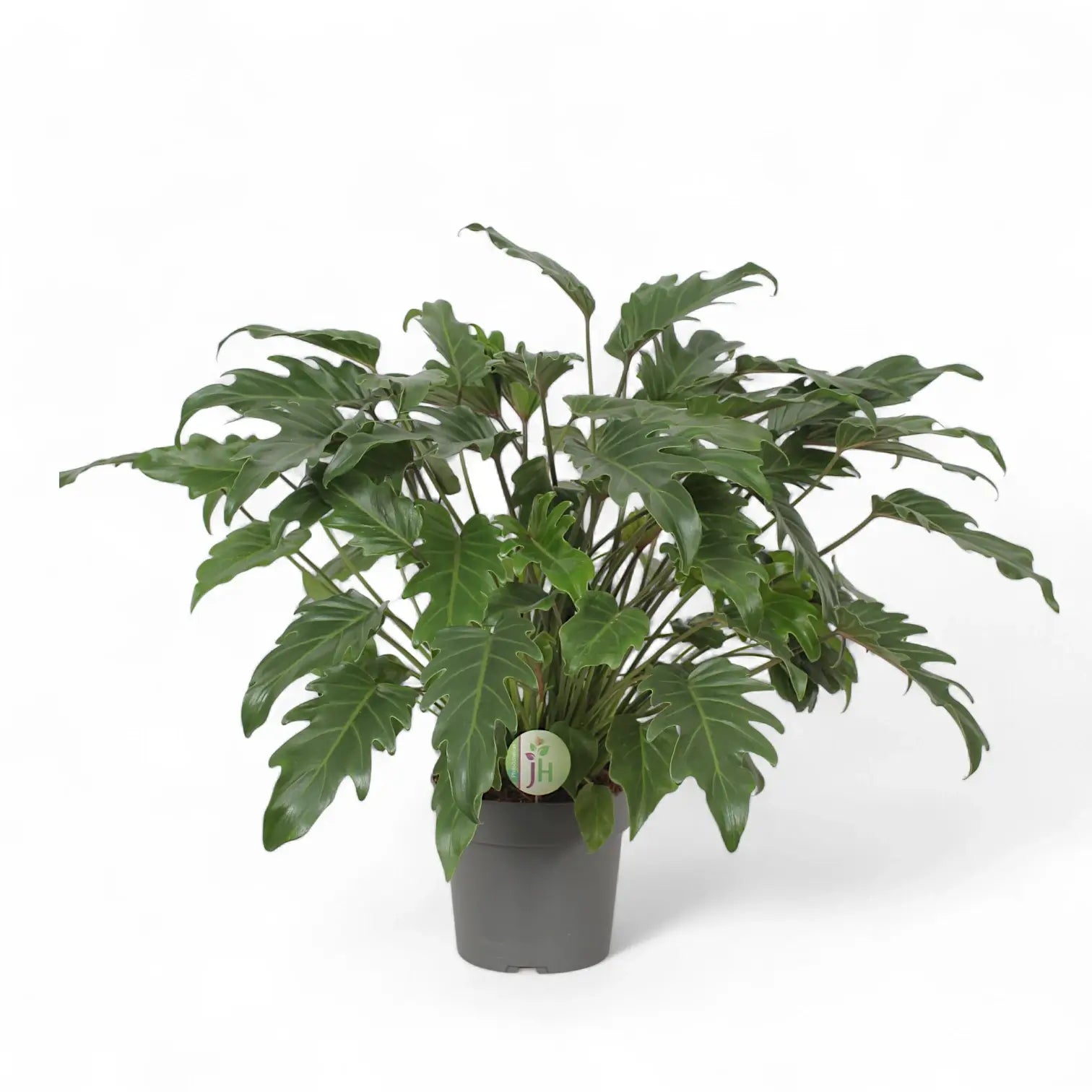 Thaumatophyllum xanadu potted houseplant in nursery pot on white background, product photo 3.