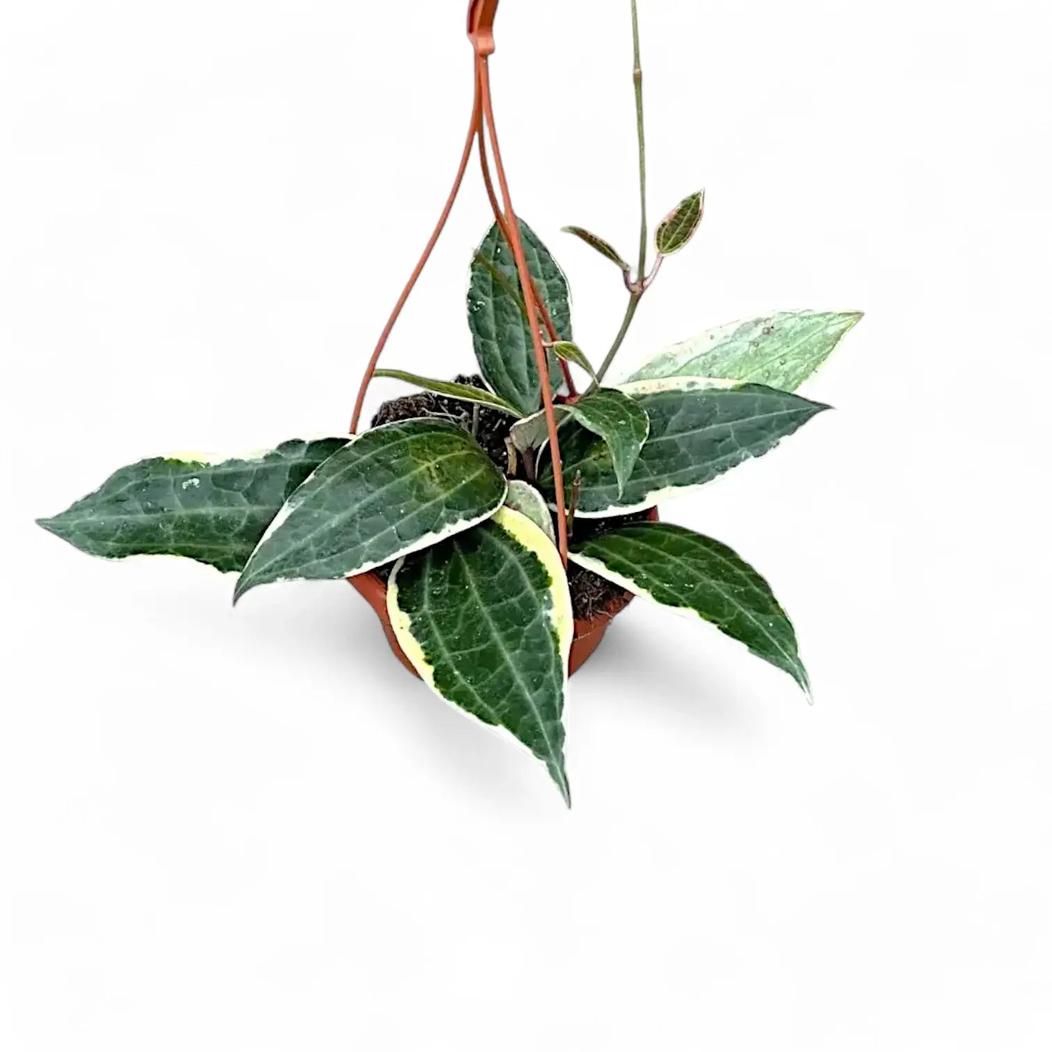 Hoya latifolia 'Albomarginata' potted houseplant in nursery pot on white background, product photo 3.