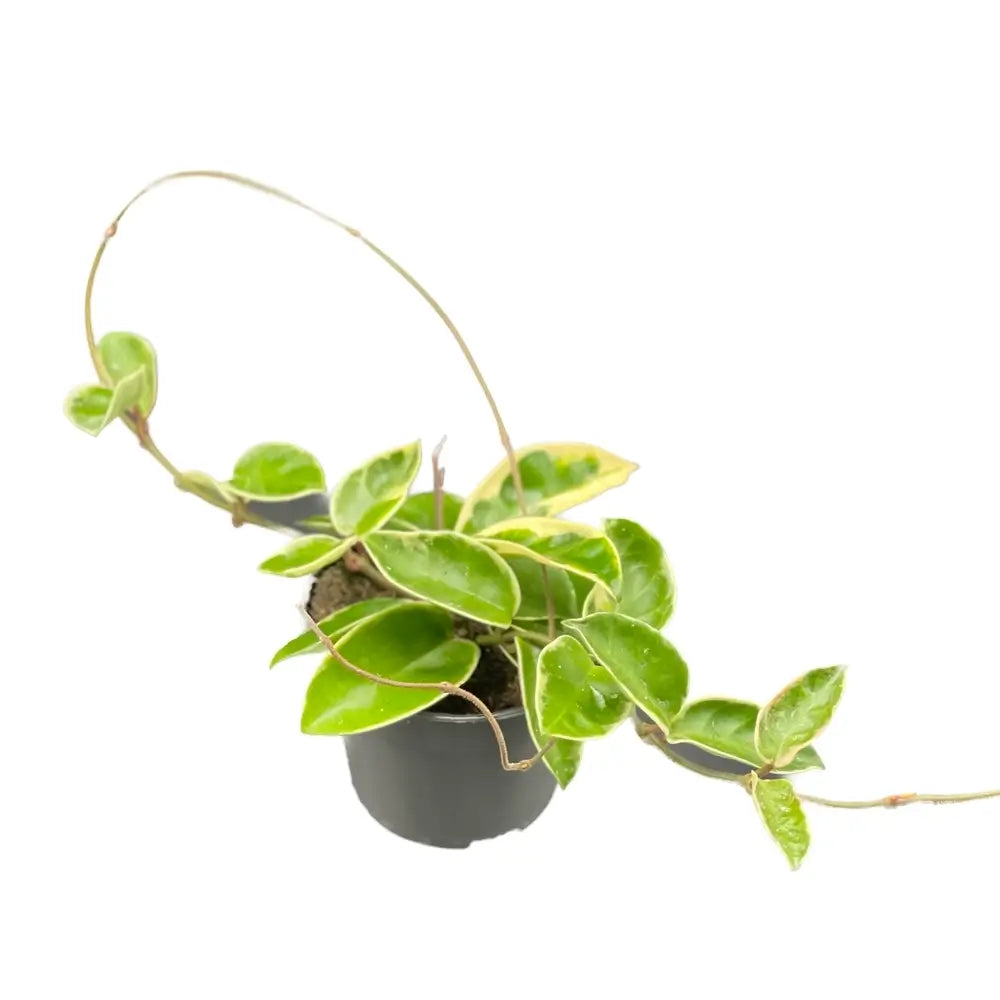 Hoya carnosa 'Krimson Queen' (albomarginata) potted houseplant in nursery pot on white background, product photo 7.