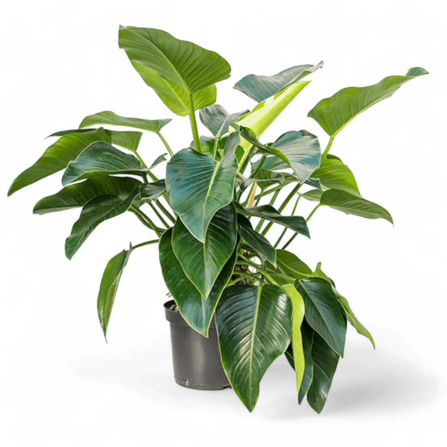 Philodendron 'Green beauty' potted houseplant in nursery pot on white background, product photo 5.