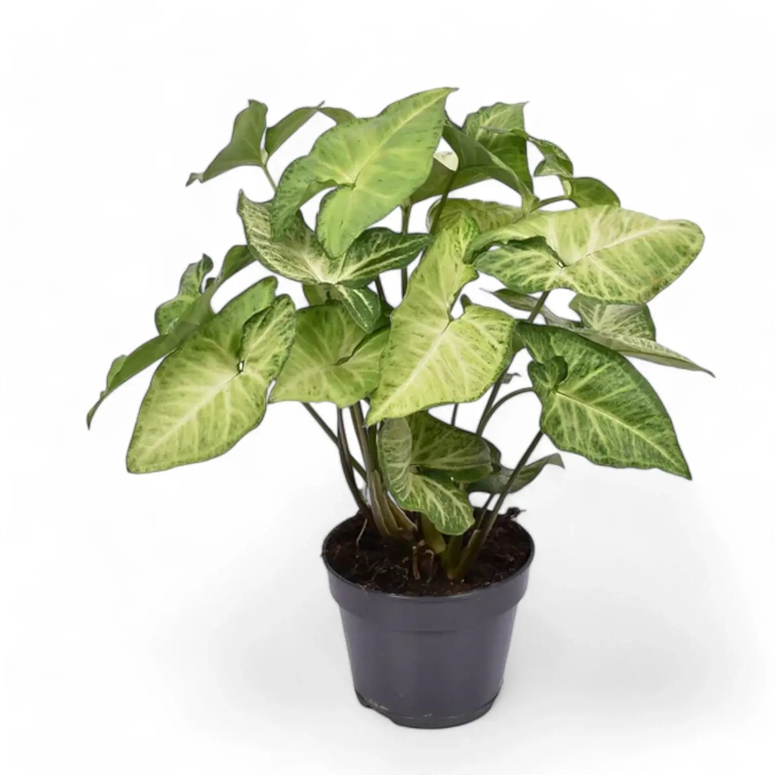 Syngonium podophyllum 'White Butterfly' potted houseplant in nursery pot on white background, product photo 3.