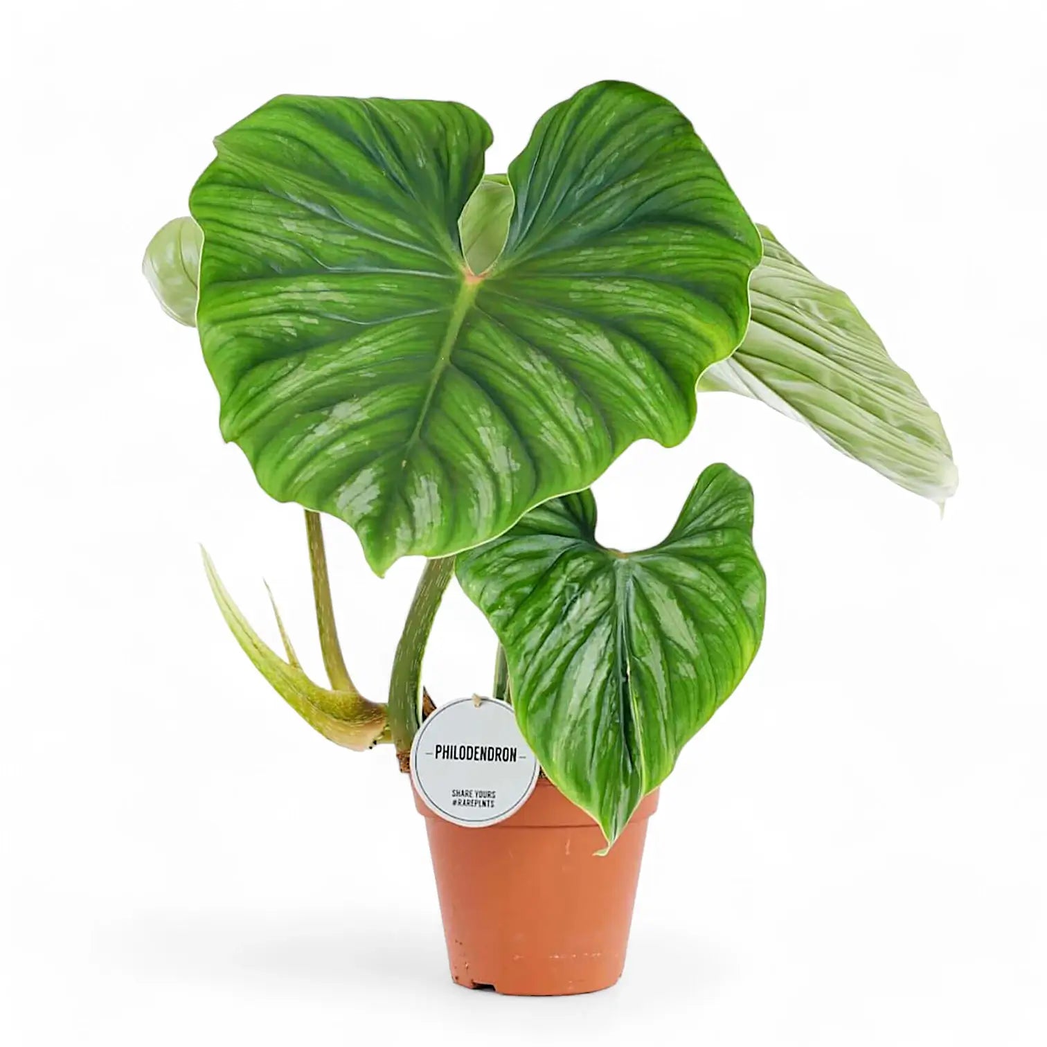 Philodendron plowmanii potted houseplant in nursery pot on white background, product photo 8.