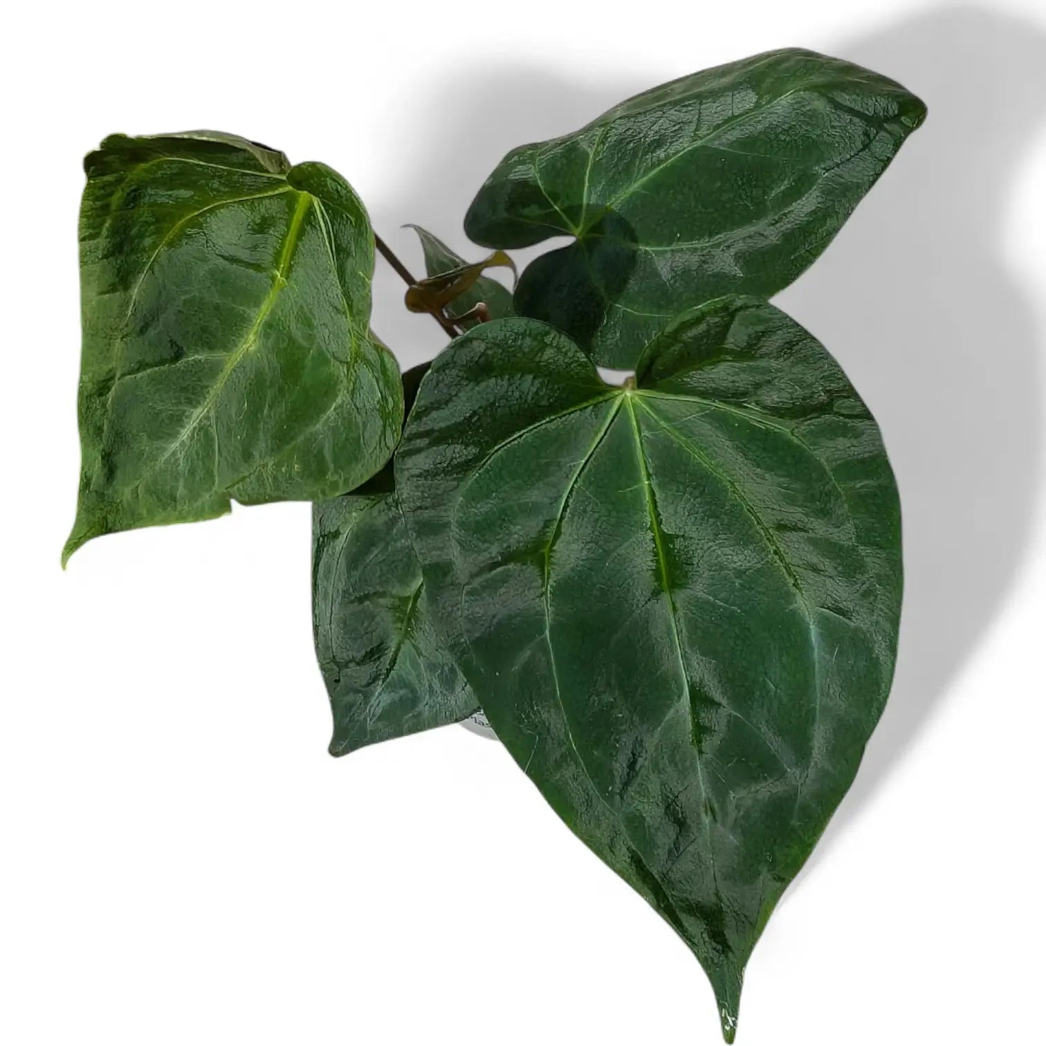 Anthurium 'Dark Phoenix' â Topfpflanze im Kulturtopf vor weiĂem Hintergrund, Produktfoto 5.