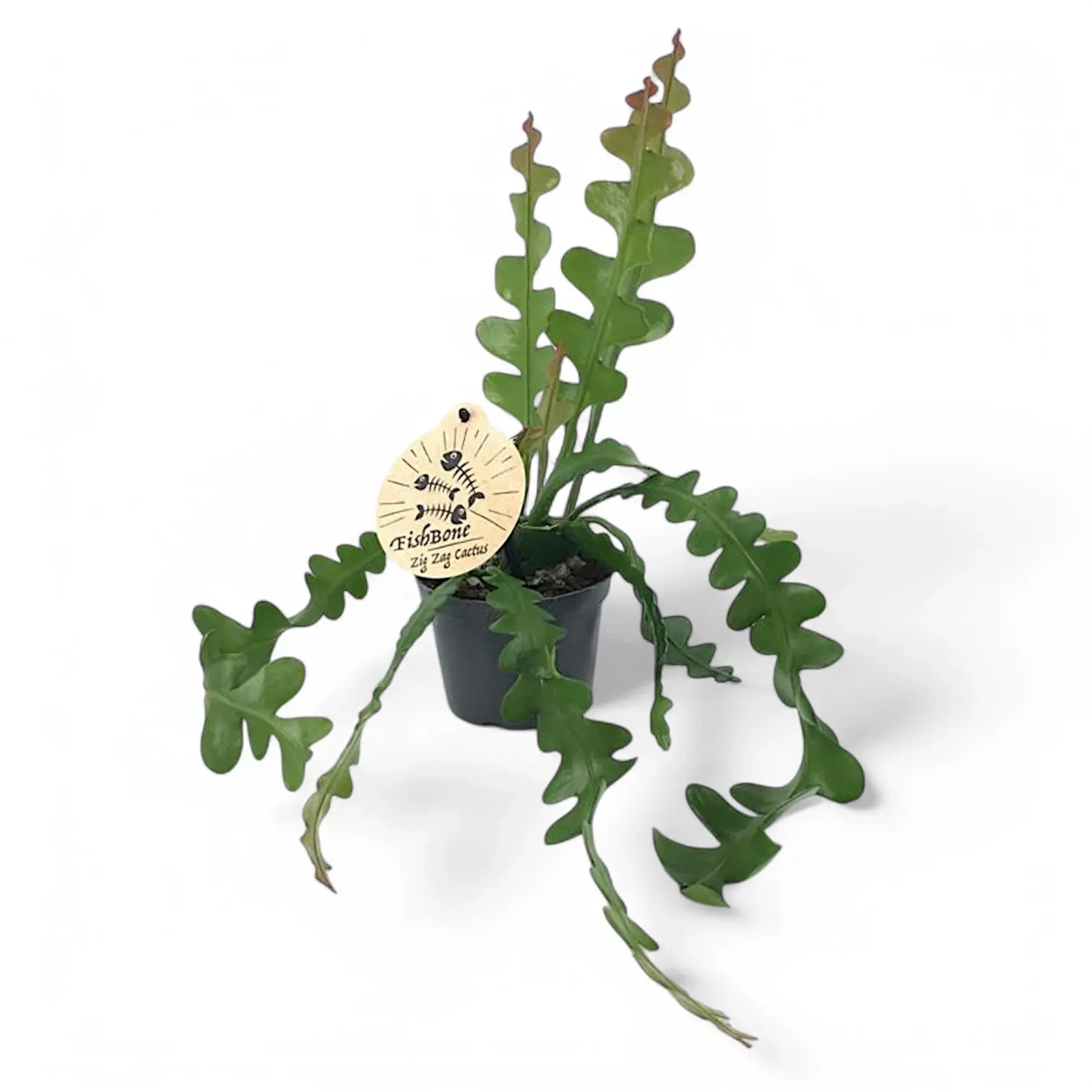 Disocactus ( Epiphyllum ) anguliger – Topfpflanze im Kulturtopf vor weißem Hintergrund, Produktfoto 3.