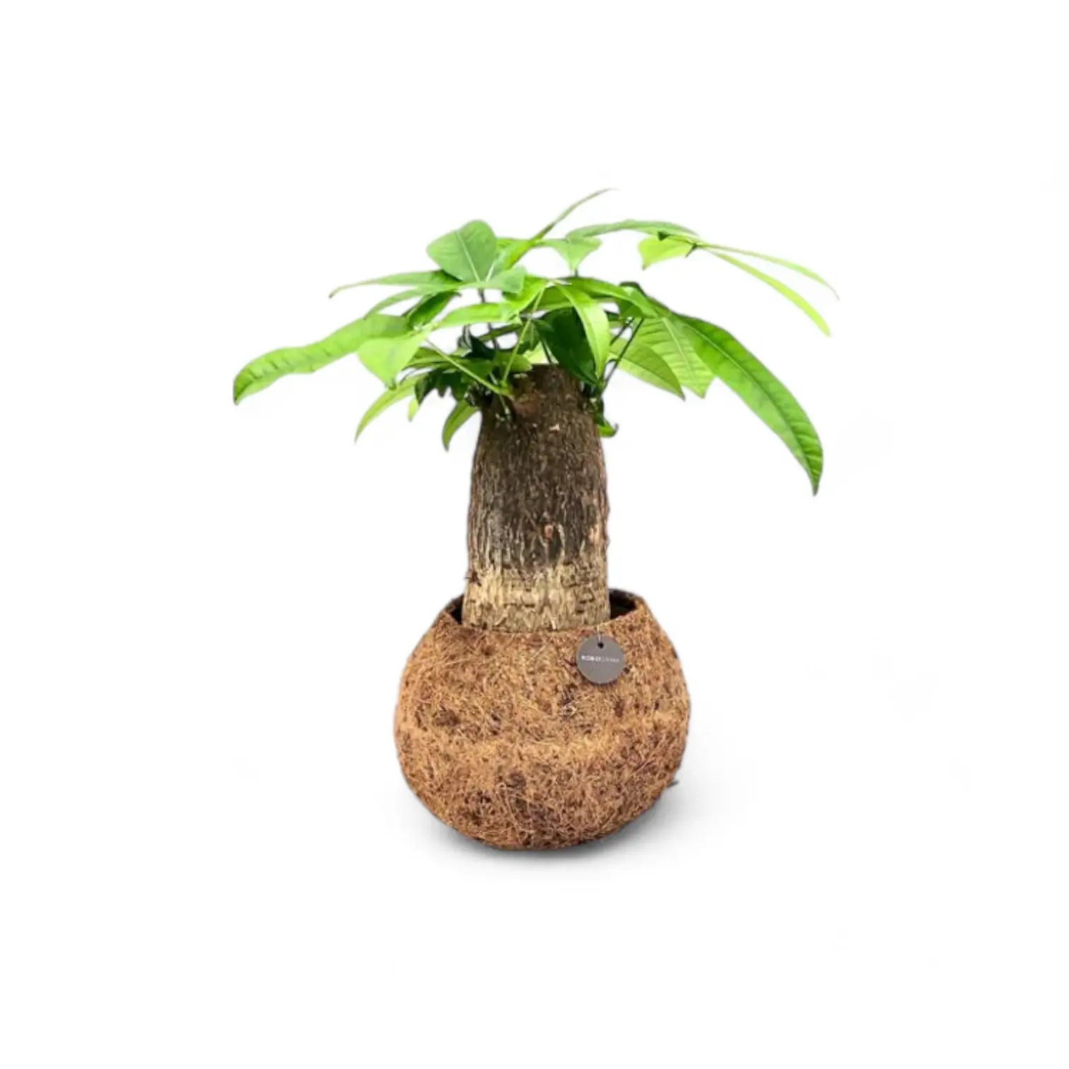 Pachira aquatica in Kokodama – Blatt-Detailaufnahme auf weißem Hintergrund.