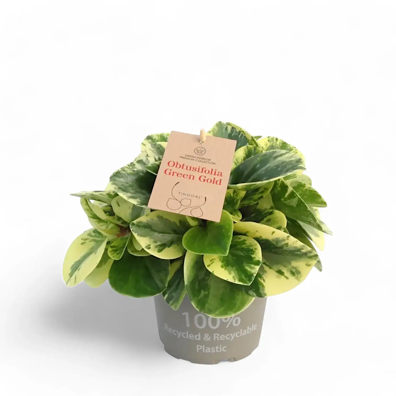 Peperomia obtusifolia 'Green Gold' potted houseplant in nursery pot on white background, product photo 4.