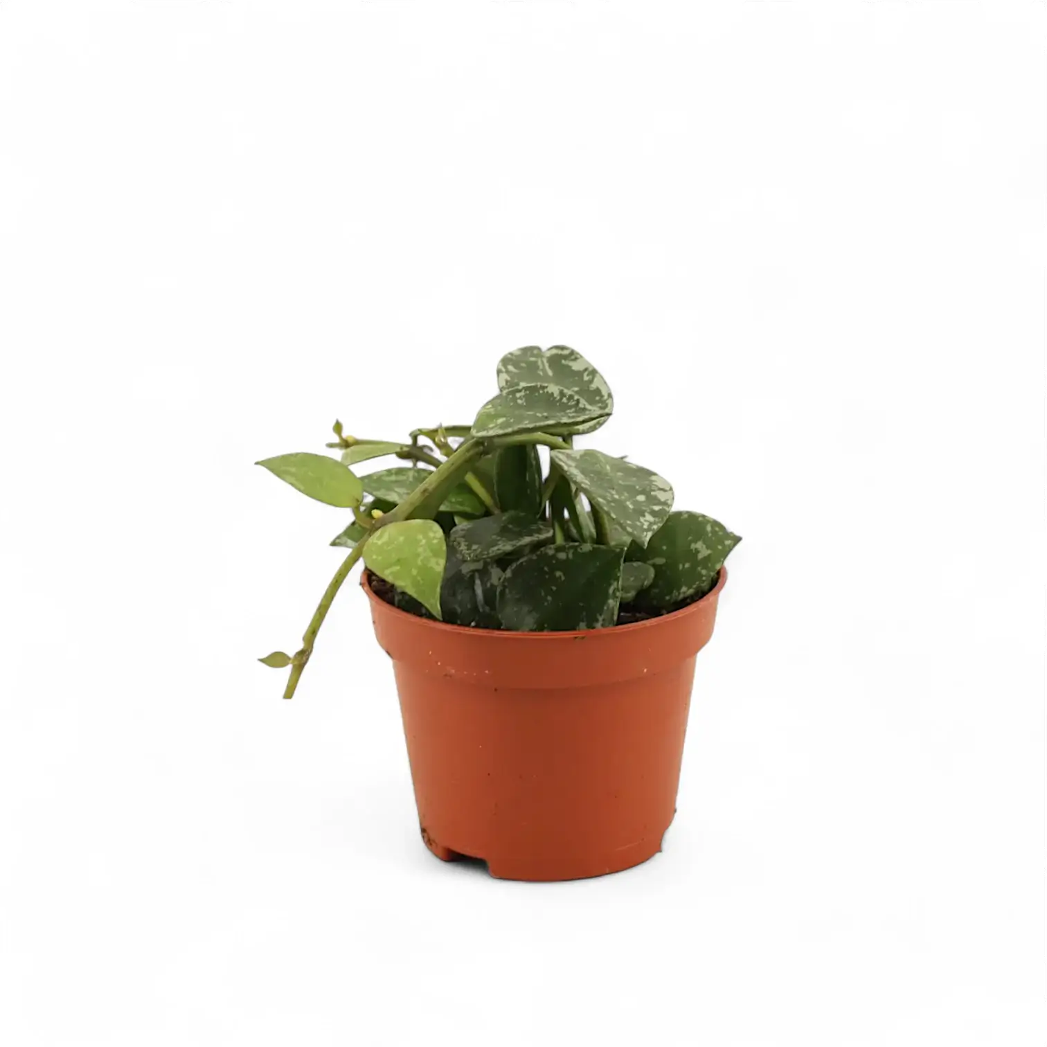 Hoya krohniana 'Splash' potted houseplant in nursery pot on white background, product photo 2.