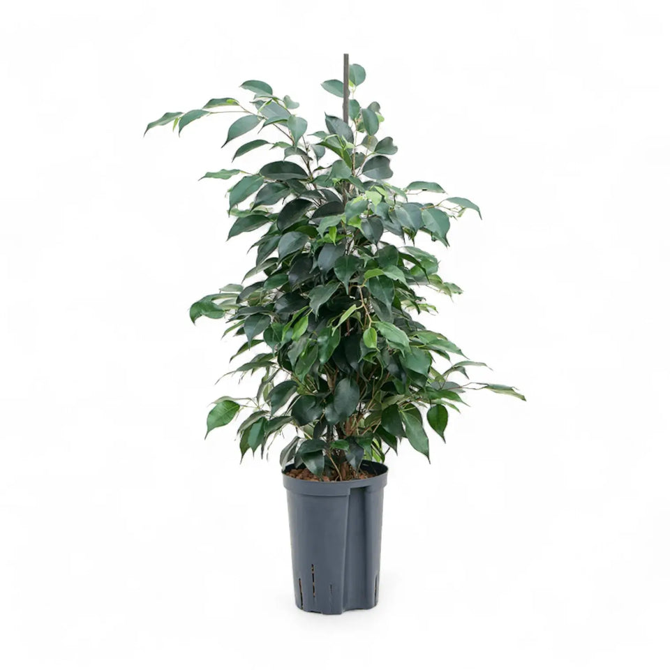 Ficus benjamina 'Danielle' – Topfpflanze im Kulturtopf vor weißem Hintergrund, Produktfoto 4.