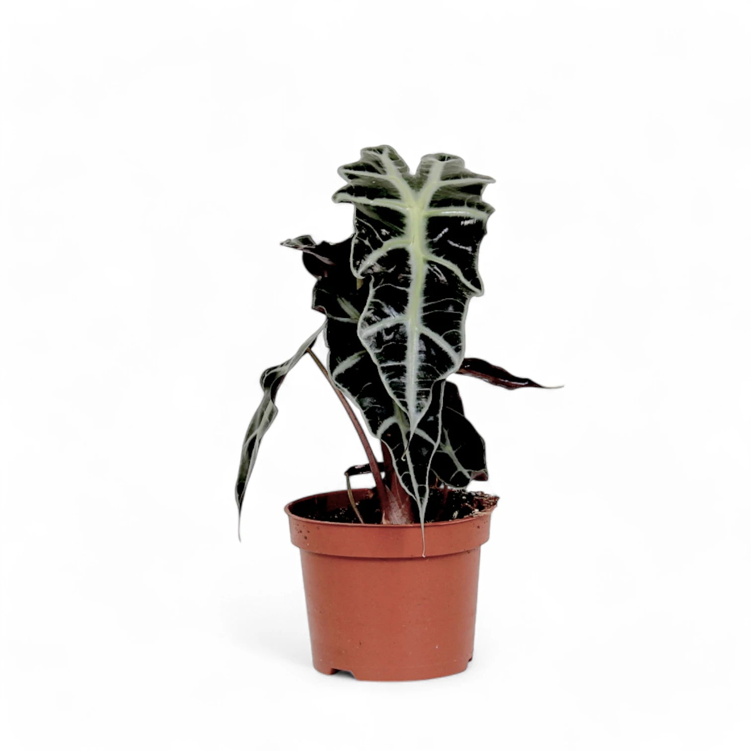 Alocasia 'Polly' â Zimmerpflanze im Kulturtopf auf weiĂem Hintergrund, Produktfoto 6.