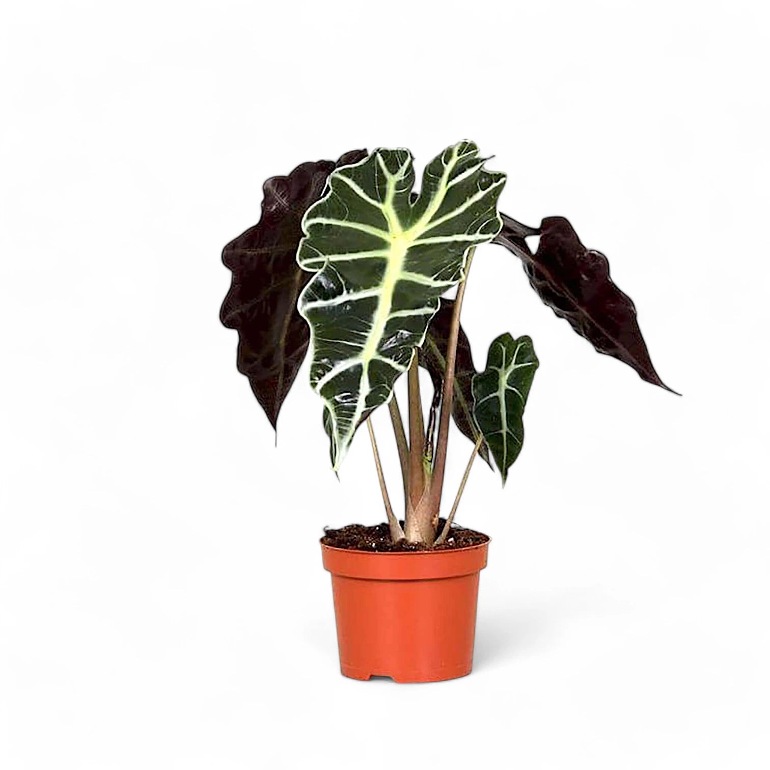 Alocasia 'Polly' â Zimmerpflanze im Kulturtopf auf weiĂem Hintergrund, Produktfoto 7.