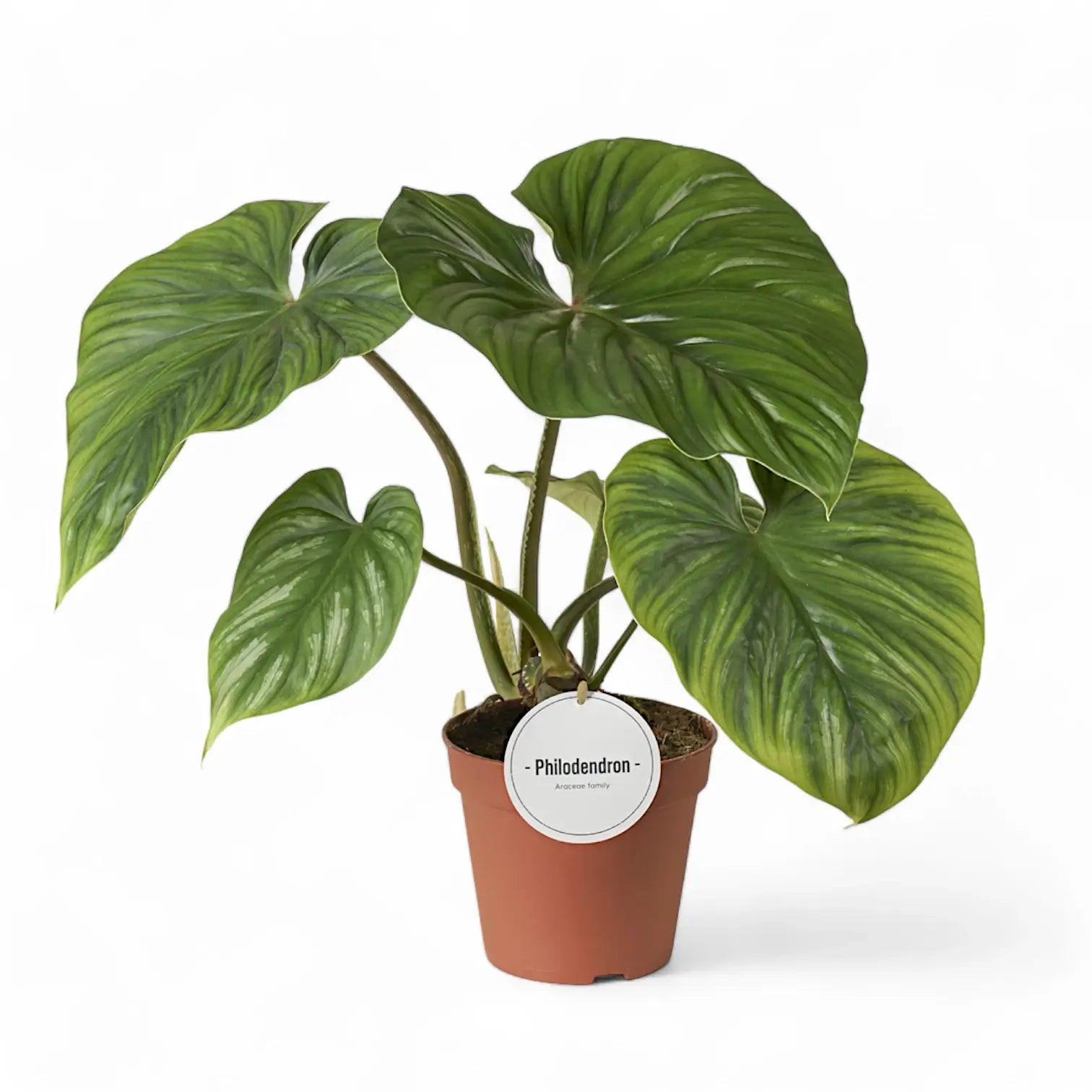 Philodendron plowmanii potted houseplant in nursery pot on white background, product photo 10.