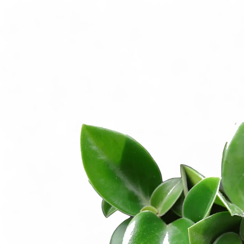 Peperomia orba 'Pixie' leaf close-up on white background.