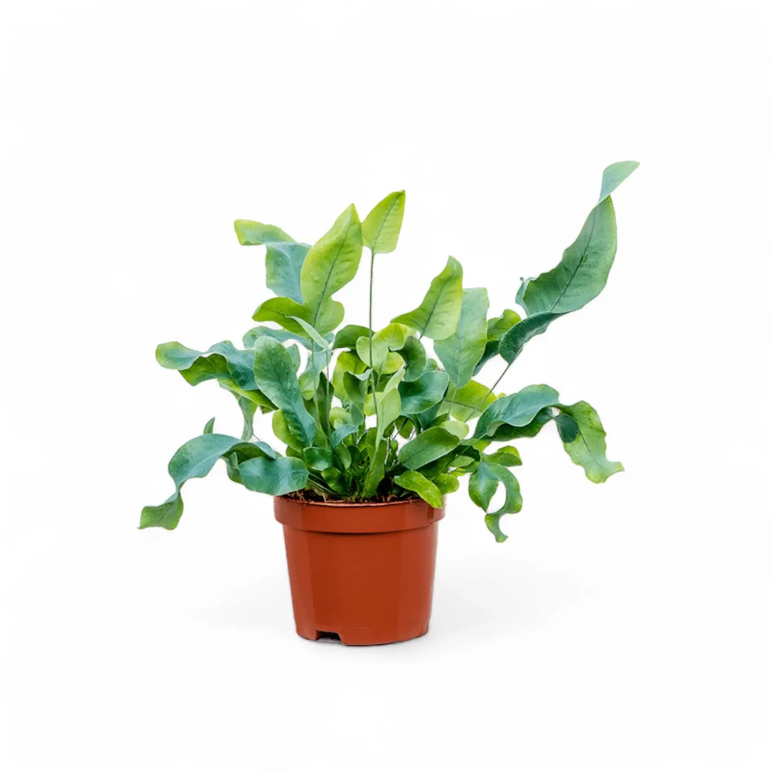 Phlebodium aureum 'Blue Star' potted houseplant in nursery pot on white background, product photo 8.