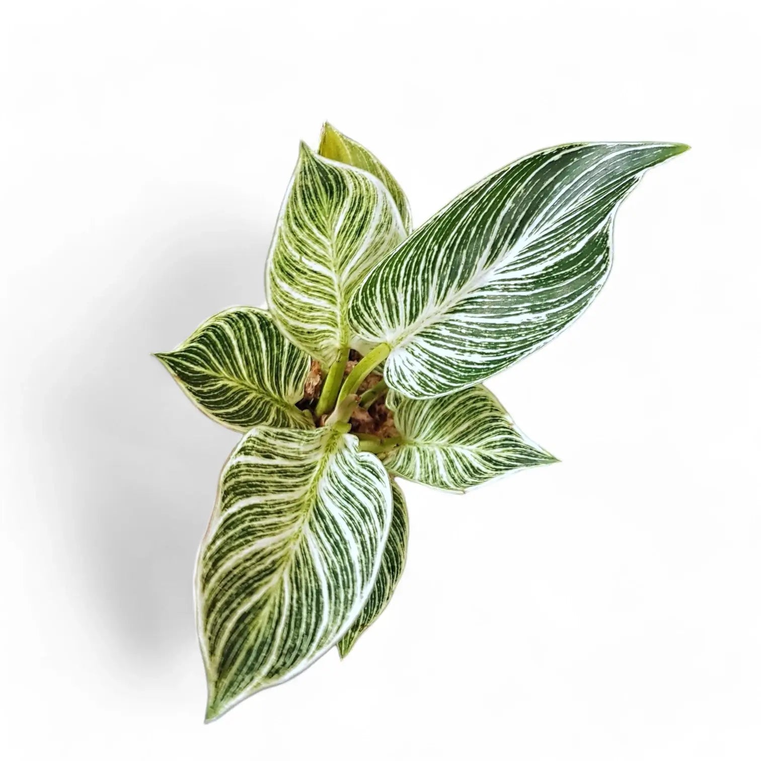 Philodendron 'Birkin' (Philodendron 'White wave', Philodendron 'White Measure') potted houseplant in nursery pot on white background, product photo 7.