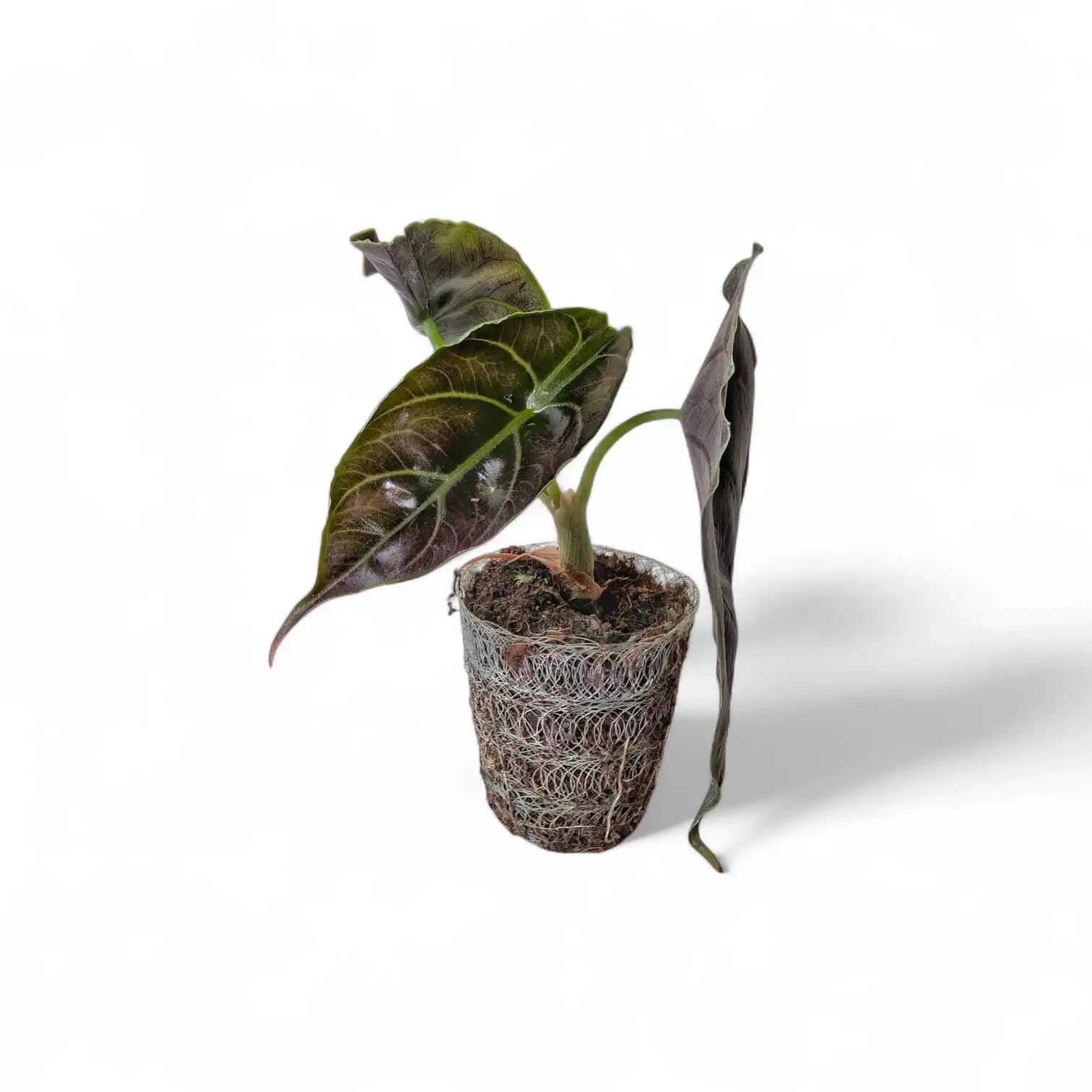 Alocasia azlanii potted houseplant in nursery pot on white background, product photo 5.
