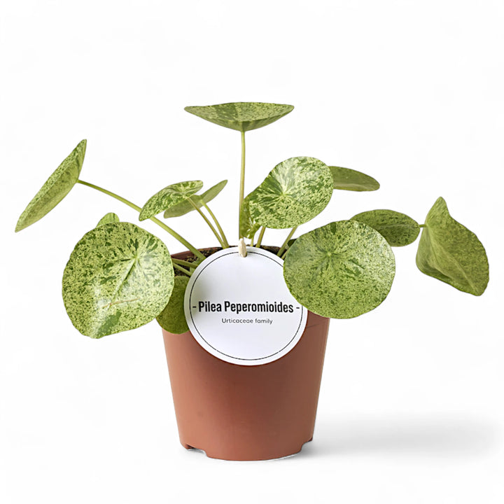 Pilea peperomioides 'Mojito' – Topfpflanze im Kulturtopf vor weißem Hintergrund, Produktfoto 2.