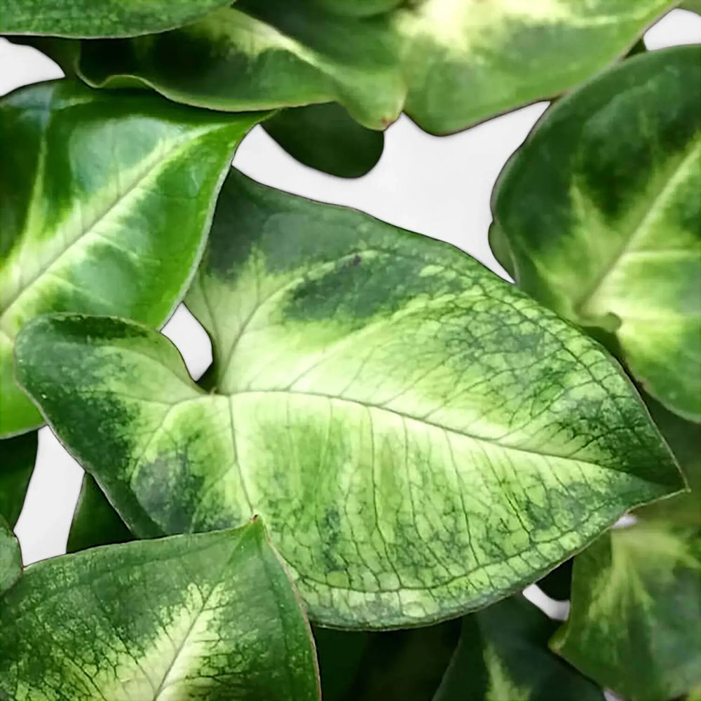 Nahaufnahme eines Blatts von Syngonium podophyllum 'Pixie' aka 'Nana' vor weißem Hintergrund.