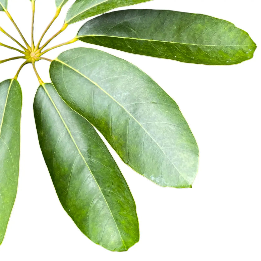 Nahaufnahme von Heptapleurum (Schefflera) actinophyllum 'Amate' vor weißem Hintergrund.