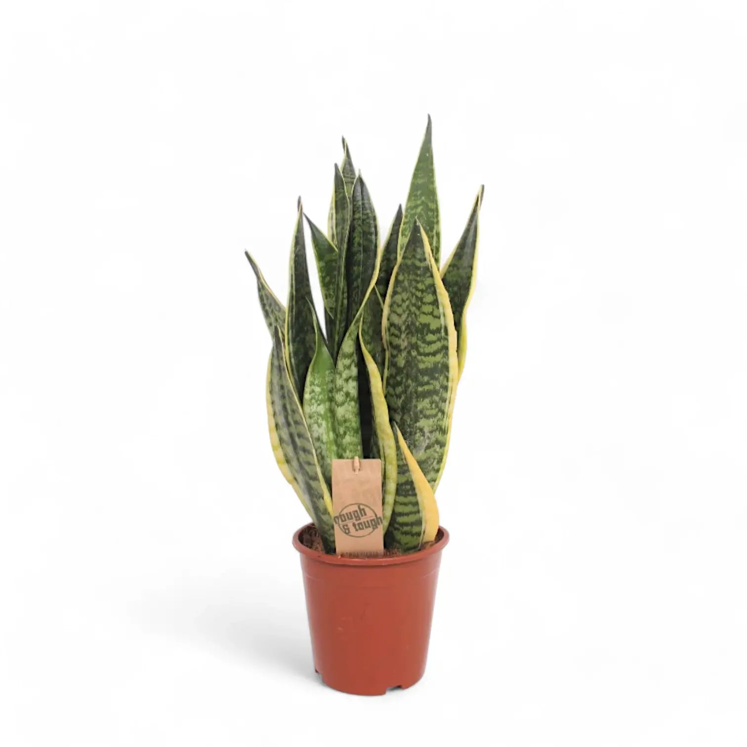 Dracaena (Sansevieria) trifasciata 'Superba' – Topfpflanze im Kulturtopf vor weißem Hintergrund, Produktfoto 4.