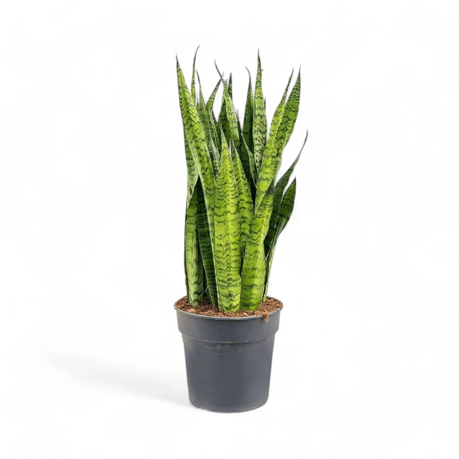 Dracaena (Sansevieria) zeylanica potted houseplant in nursery pot on white background, product photo 4.