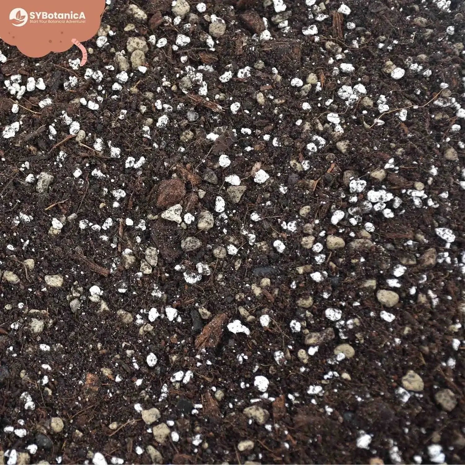 Syngonium-Substratmischung auf weißem Hintergrund, Produktfoto 6.