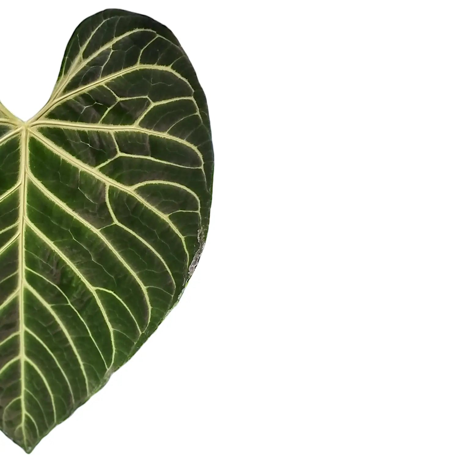 Anthurium regale – Nahaufnahme eines Blatts vor weißem Hintergrund.