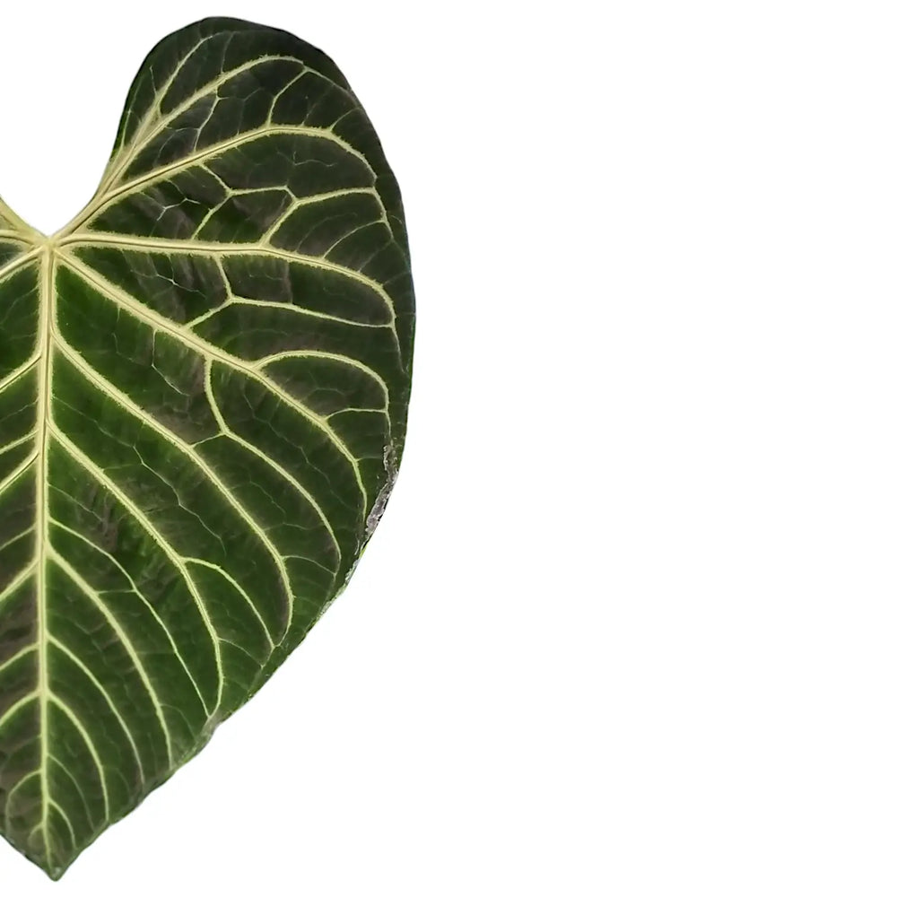 Anthurium regale leaf close-up on white background.