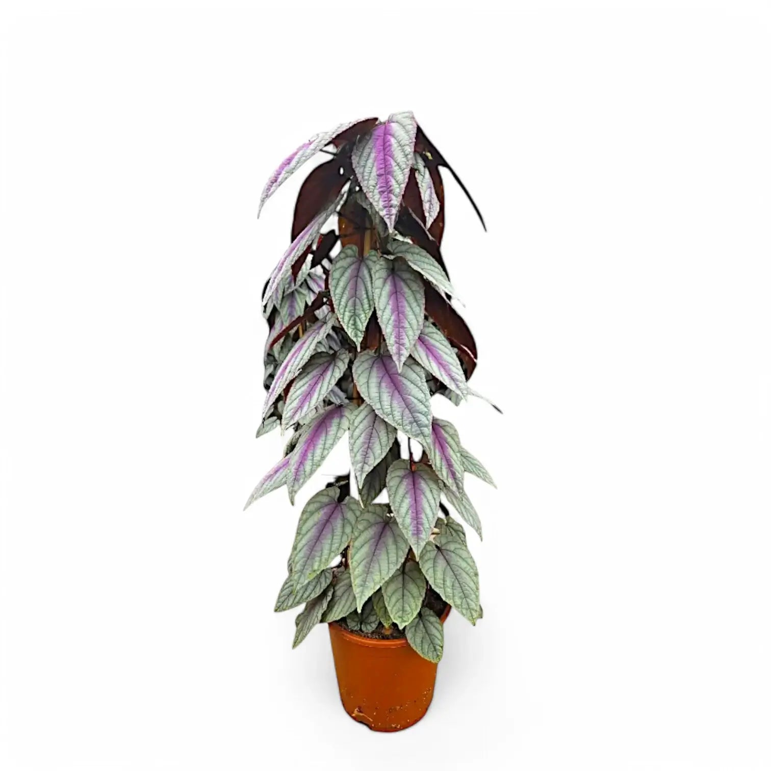 Cissus discolor 'Violet Vine' – Zimmerpflanze im Kulturtopf auf weißem Hintergrund, Produktfoto 9.