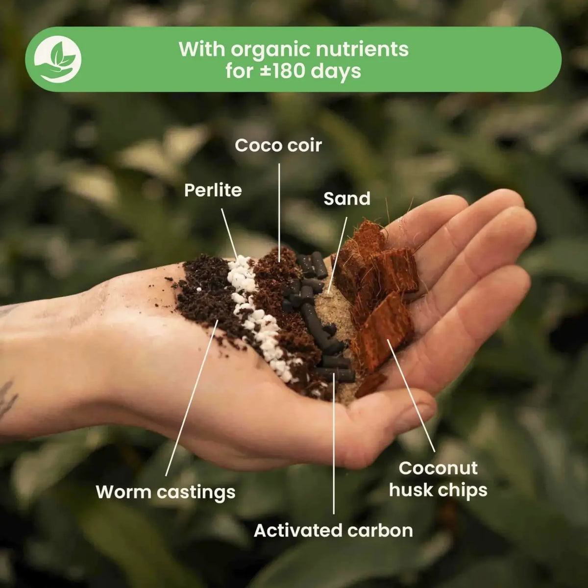 Ficus-Substratmischung vor weißem Hintergrund, Produktfoto 2.