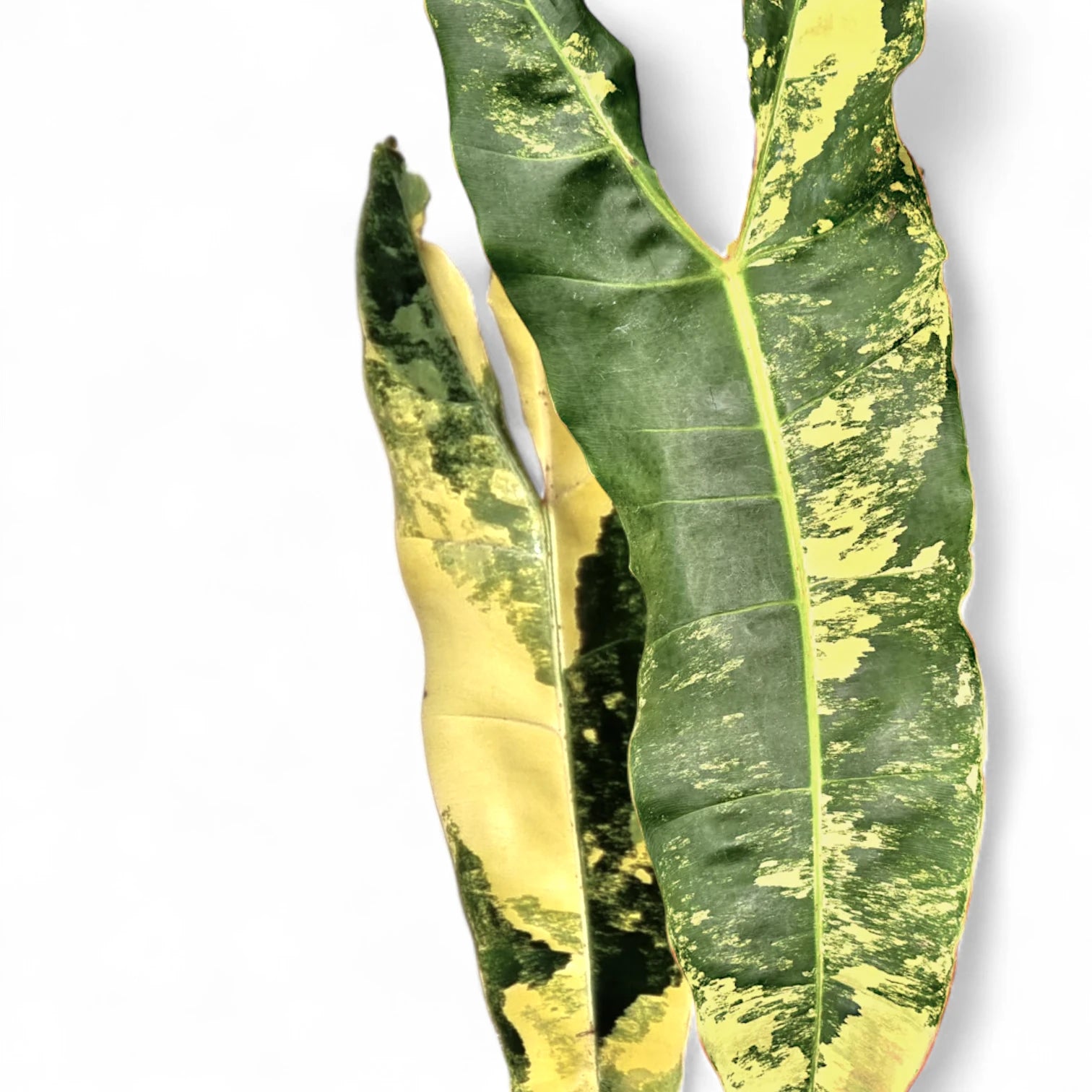 Philodendron billietiae variegata – Nahaufnahme eines Blatts vor weißem Hintergrund.