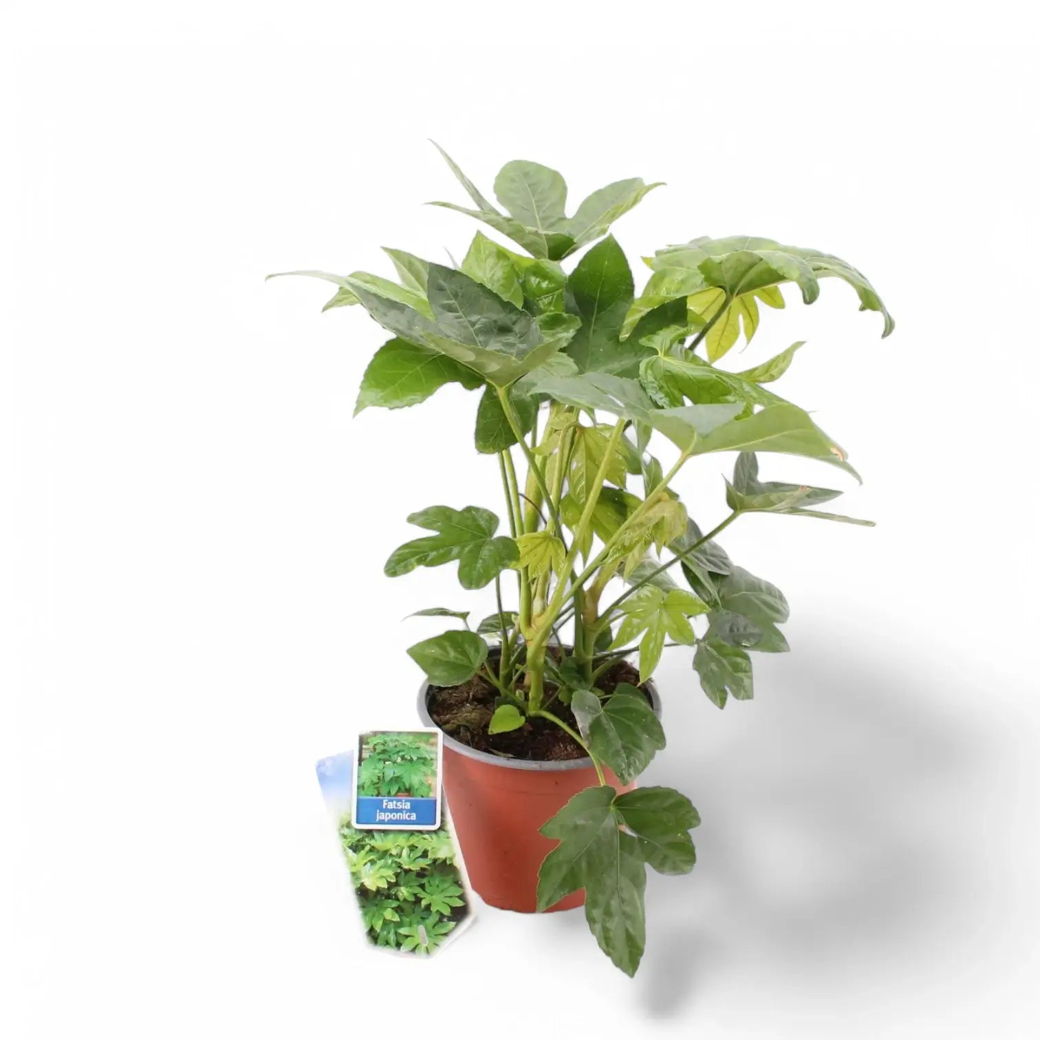 Fatsia japonica potted houseplant in nursery pot on white background, product photo 8.