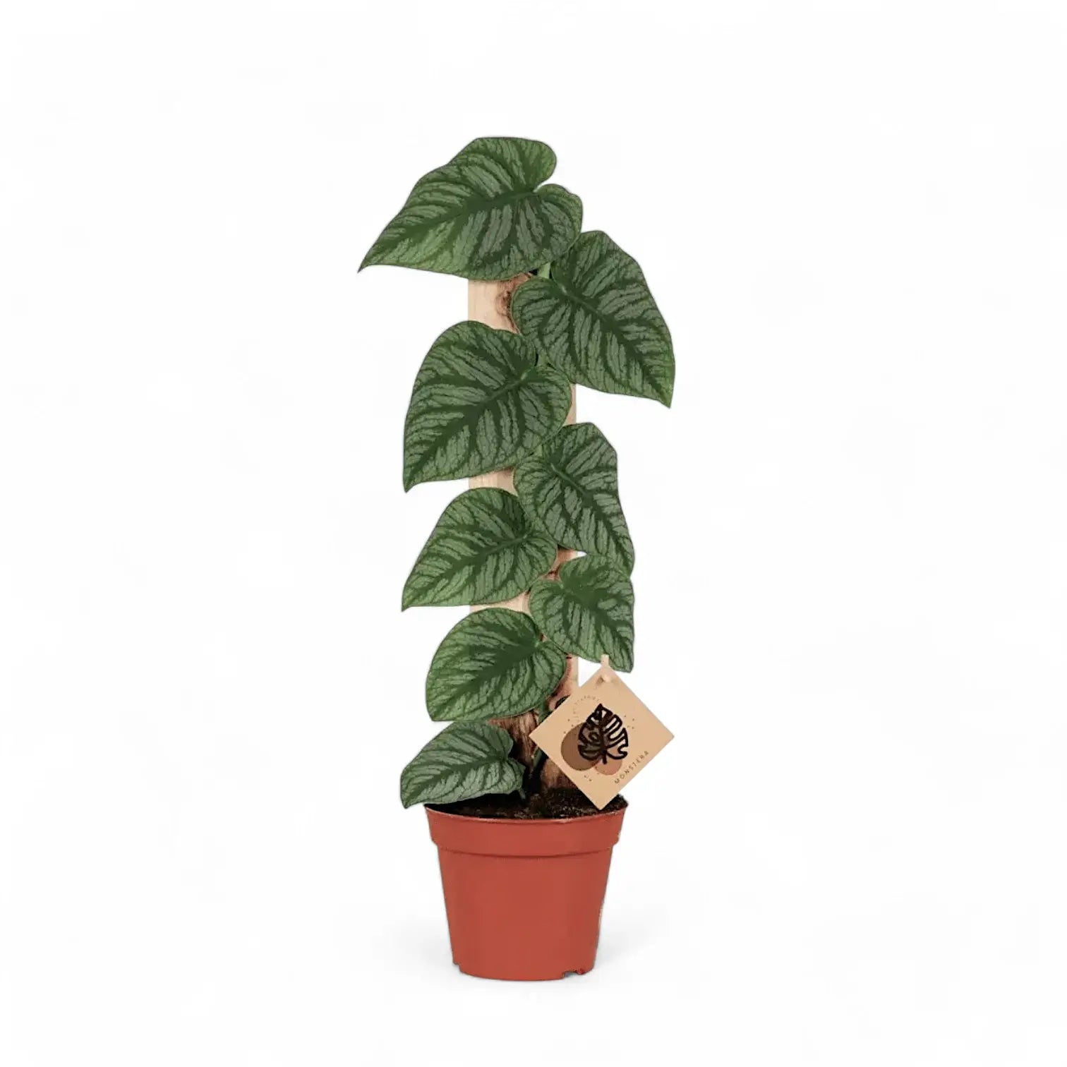 Monstera dubia potted houseplant in nursery pot on white background, product photo 7.