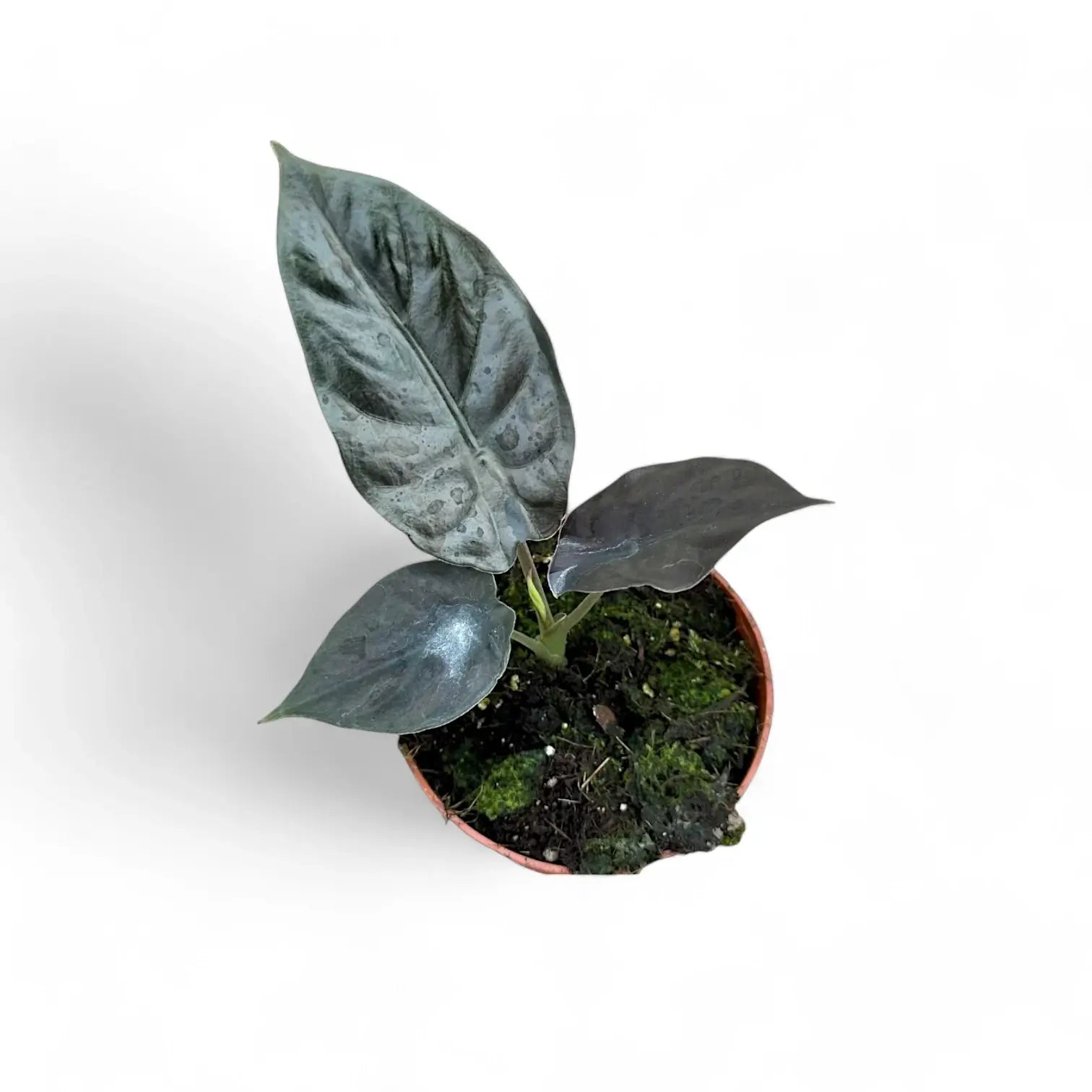 Alocasia infernalis 'Black Magic' potted houseplant in nursery pot on white background, product photo 6.