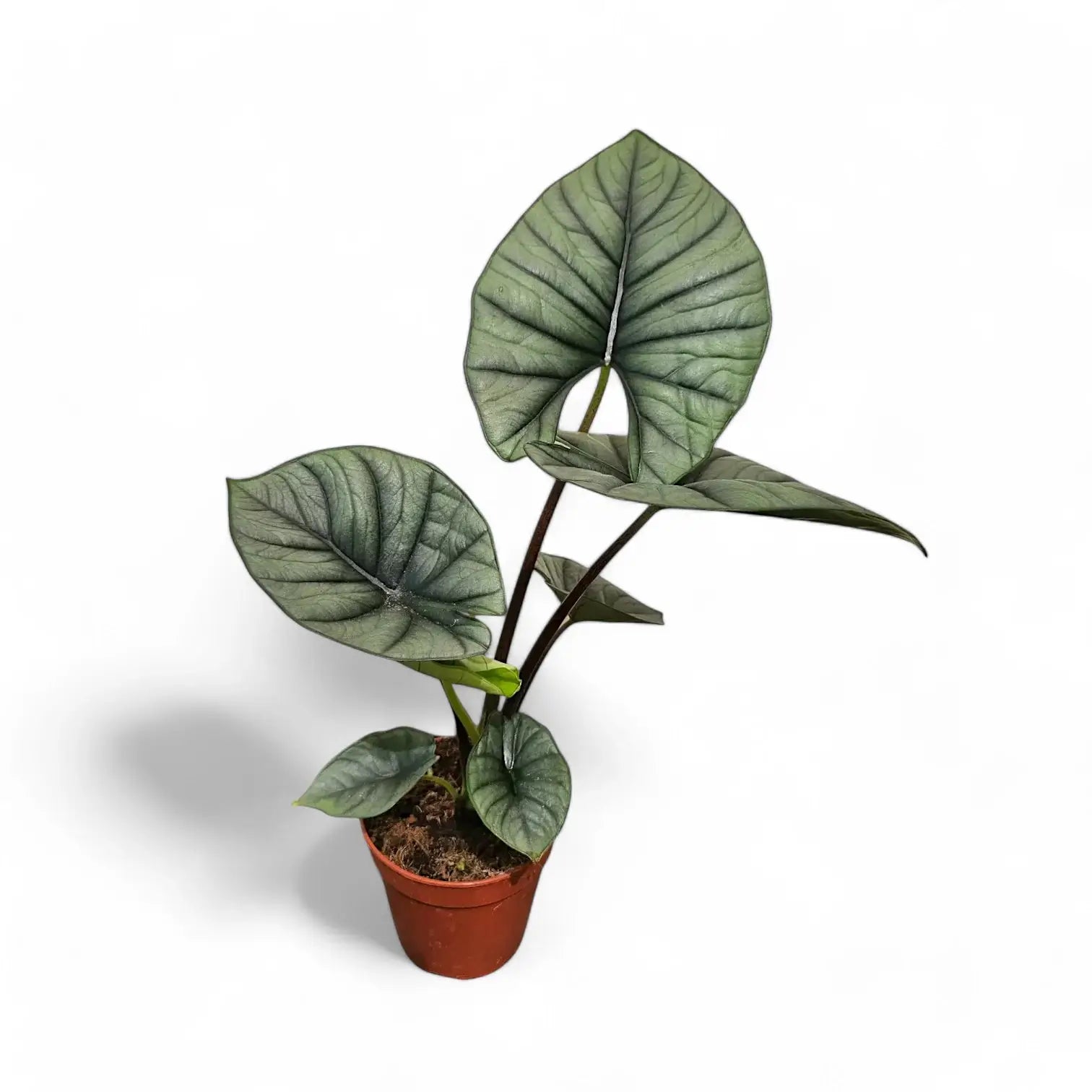 Alocasia 'Bisma' potted houseplant in nursery pot on white background, product photo 3.