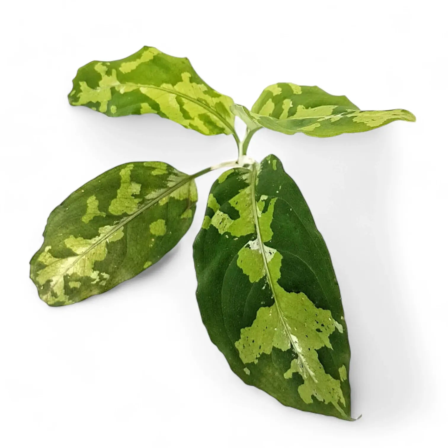 Aglaonema pictum tricolor – Zimmerpflanze im Kulturtopf auf weißem Hintergrund, Produktfoto 10.